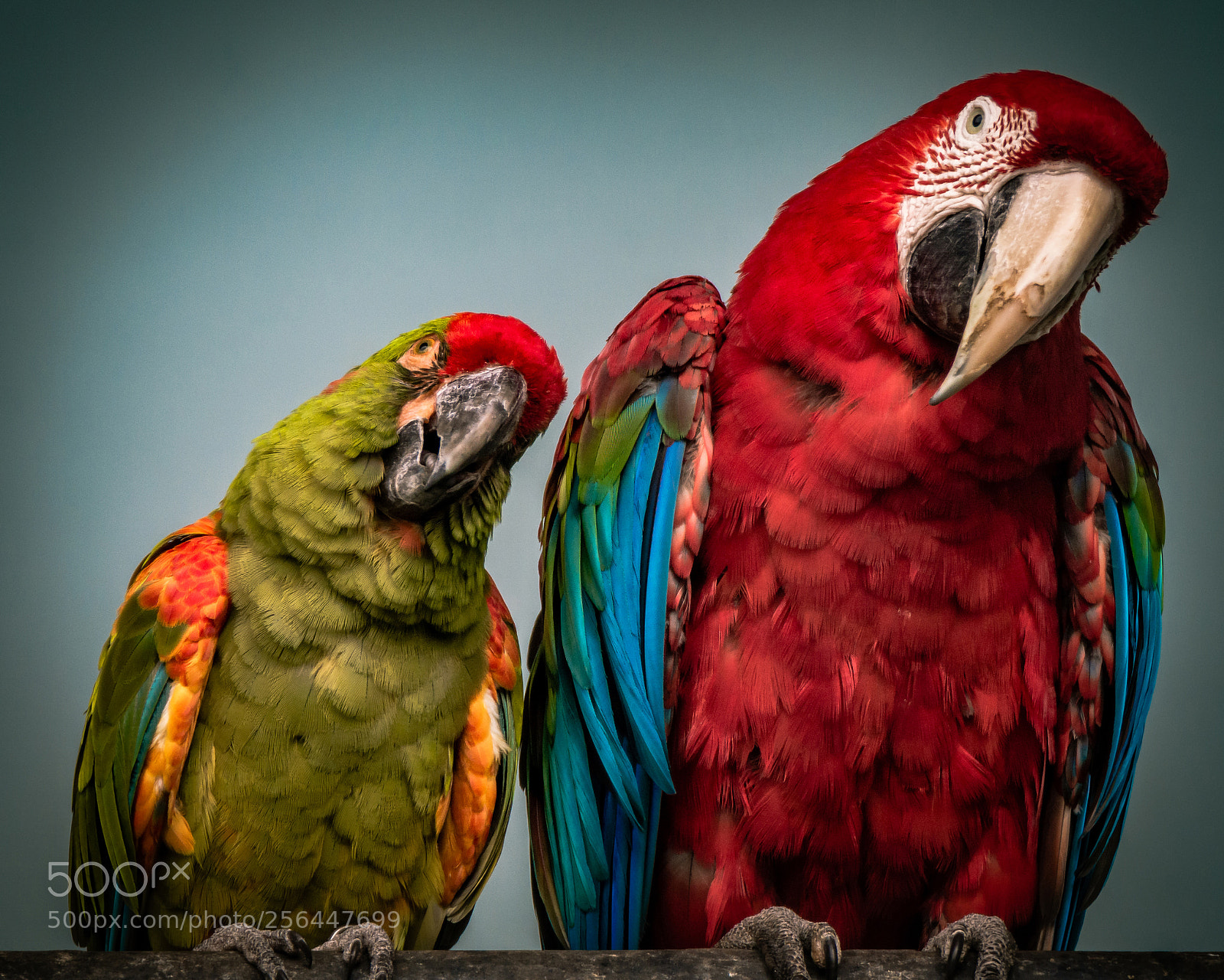 Nikon D7200 sample photo. "so funny" photography