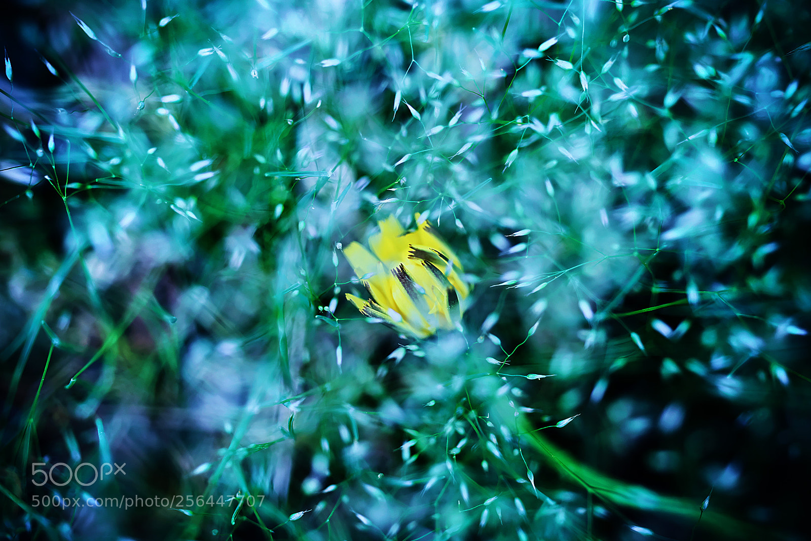 Nikon D800E sample photo. Green maze photography