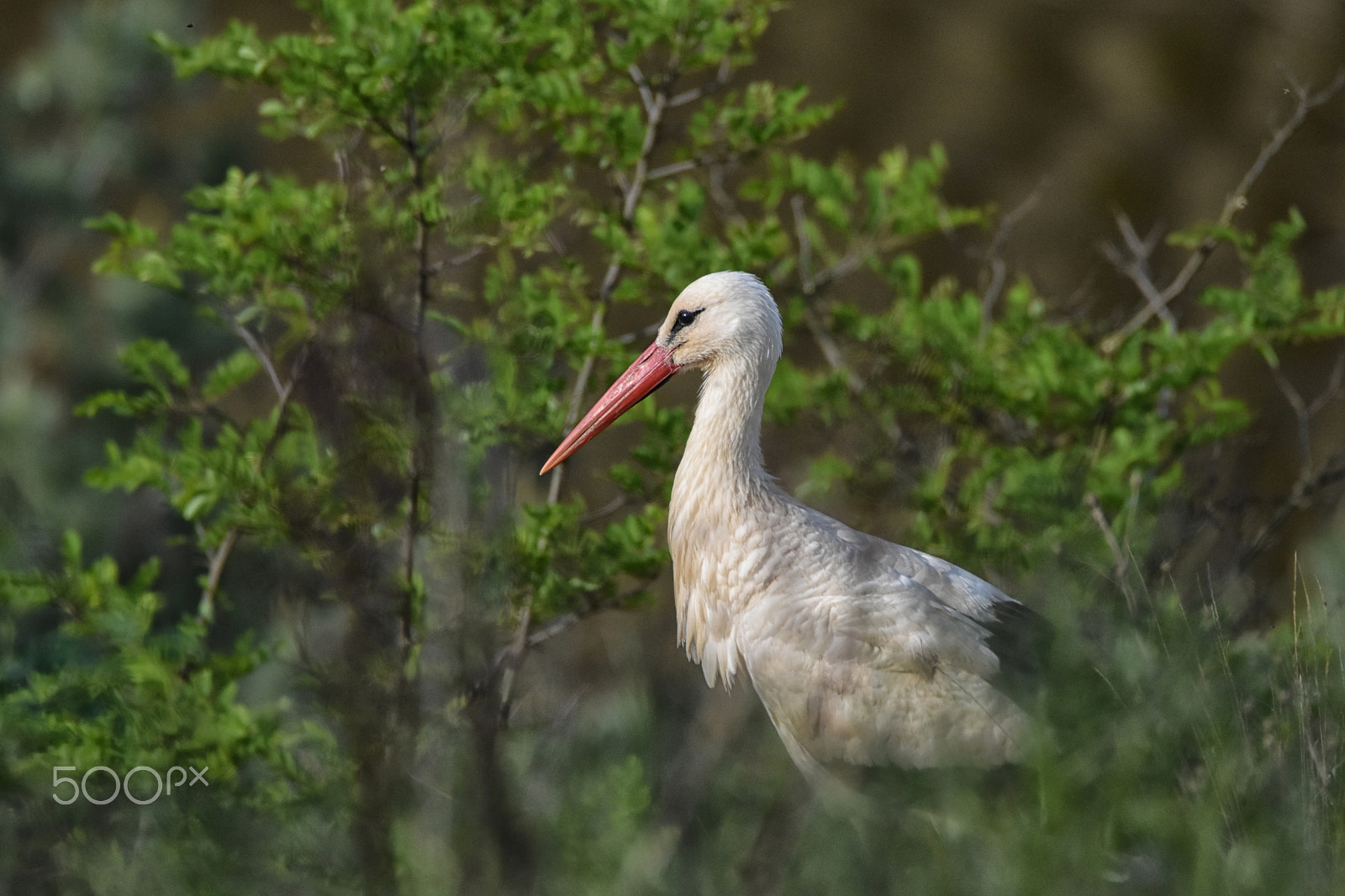 Nikon D7200 + Sigma 150-600mm F5-6.3 DG OS HSM | C sample photo. Stork photography