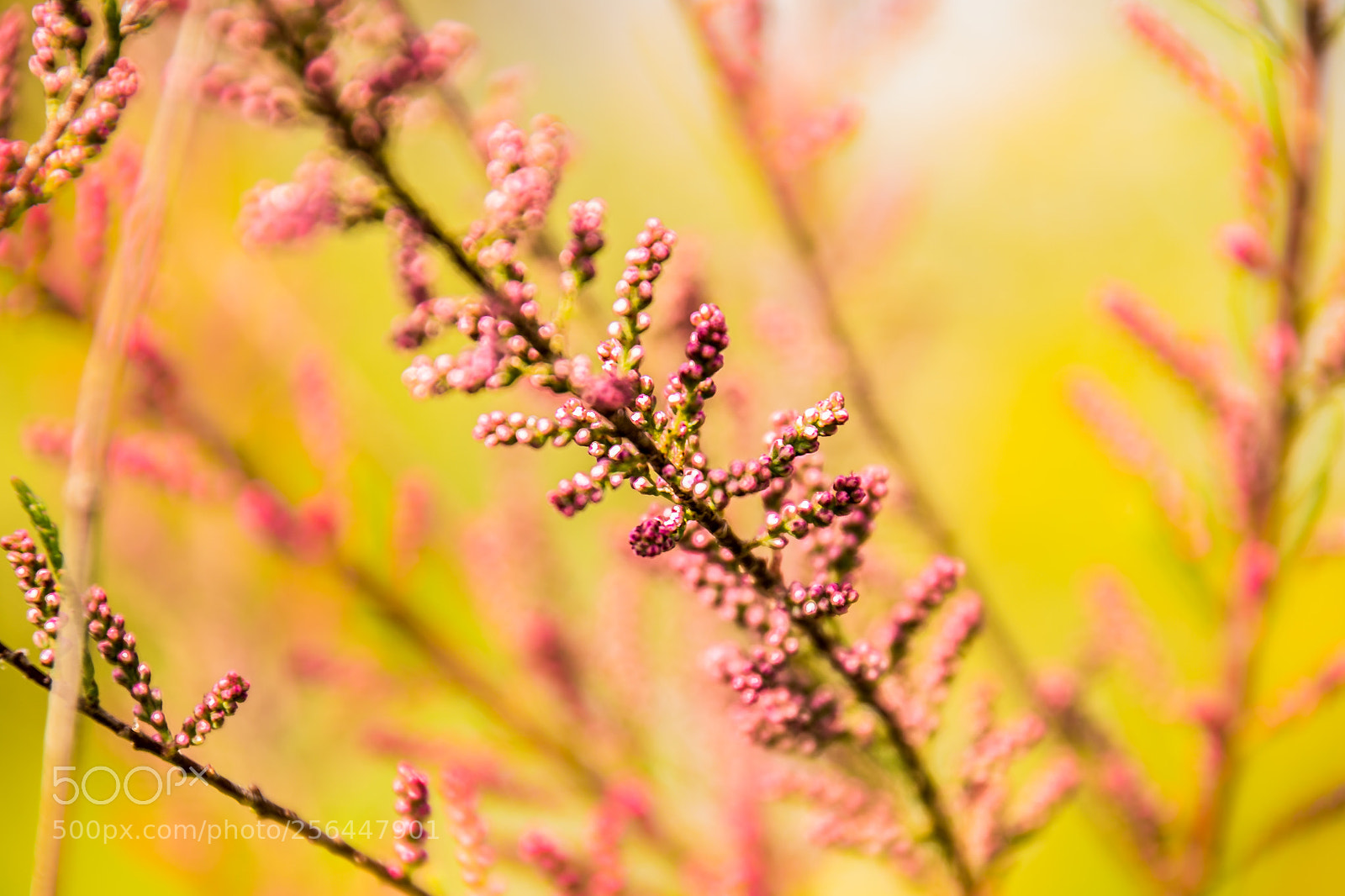 Nikon D3100 sample photo. Elegant photography