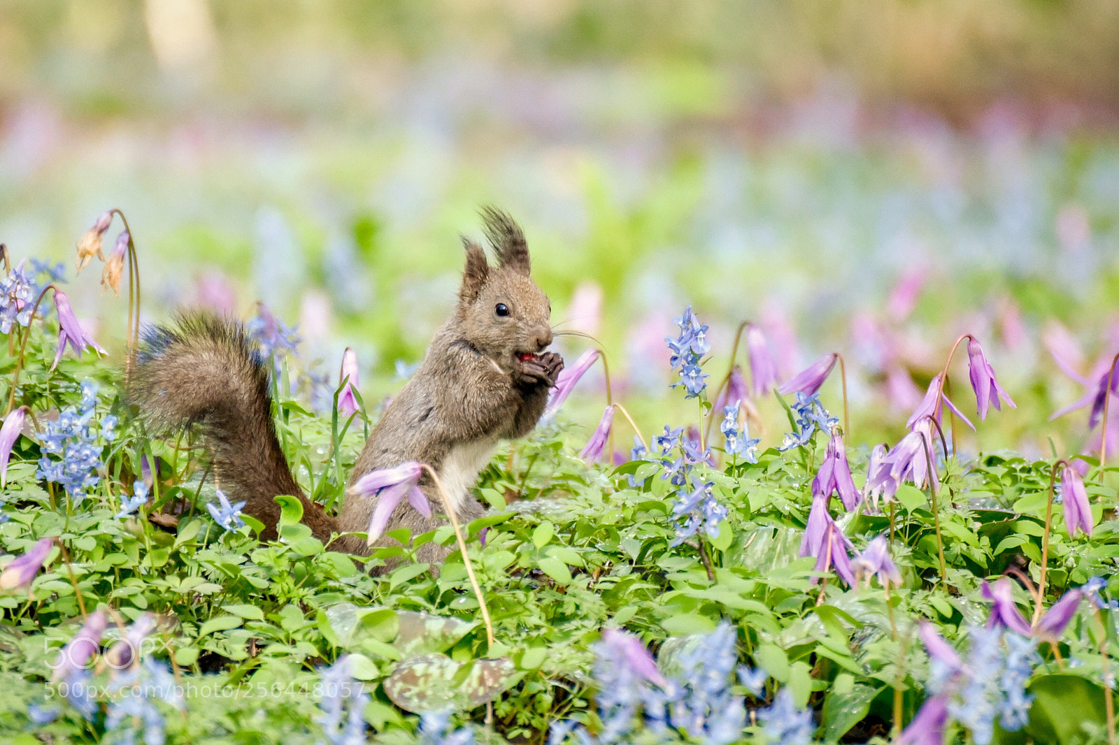 Nikon D750 sample photo. Hokkaido squirrel photography