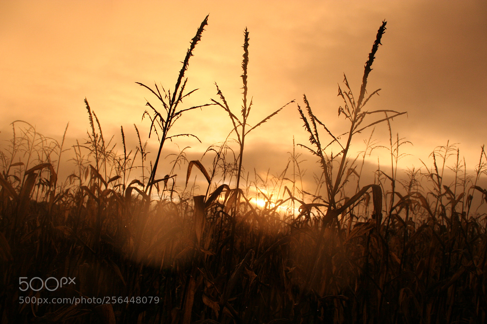 Canon EOS 350D (EOS Digital Rebel XT / EOS Kiss Digital N) sample photo. Corn field at sunset photography