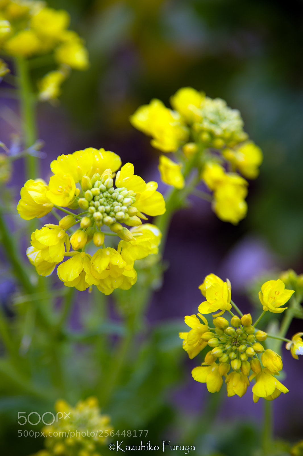 Canon EOS 6D sample photo. Rape blossoms photography