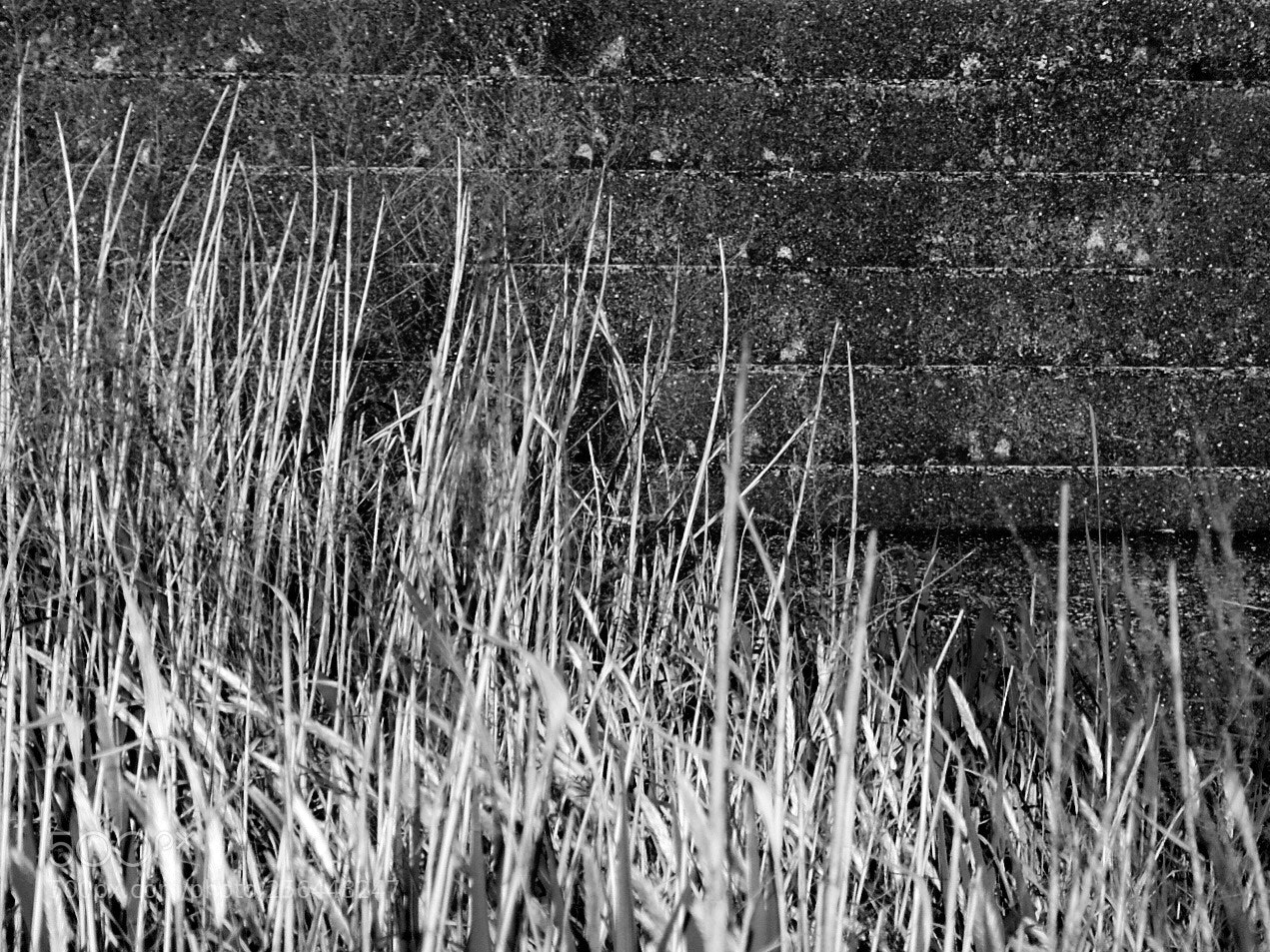 Fujifilm X-Pro1 sample photo. Reeds and steps photography