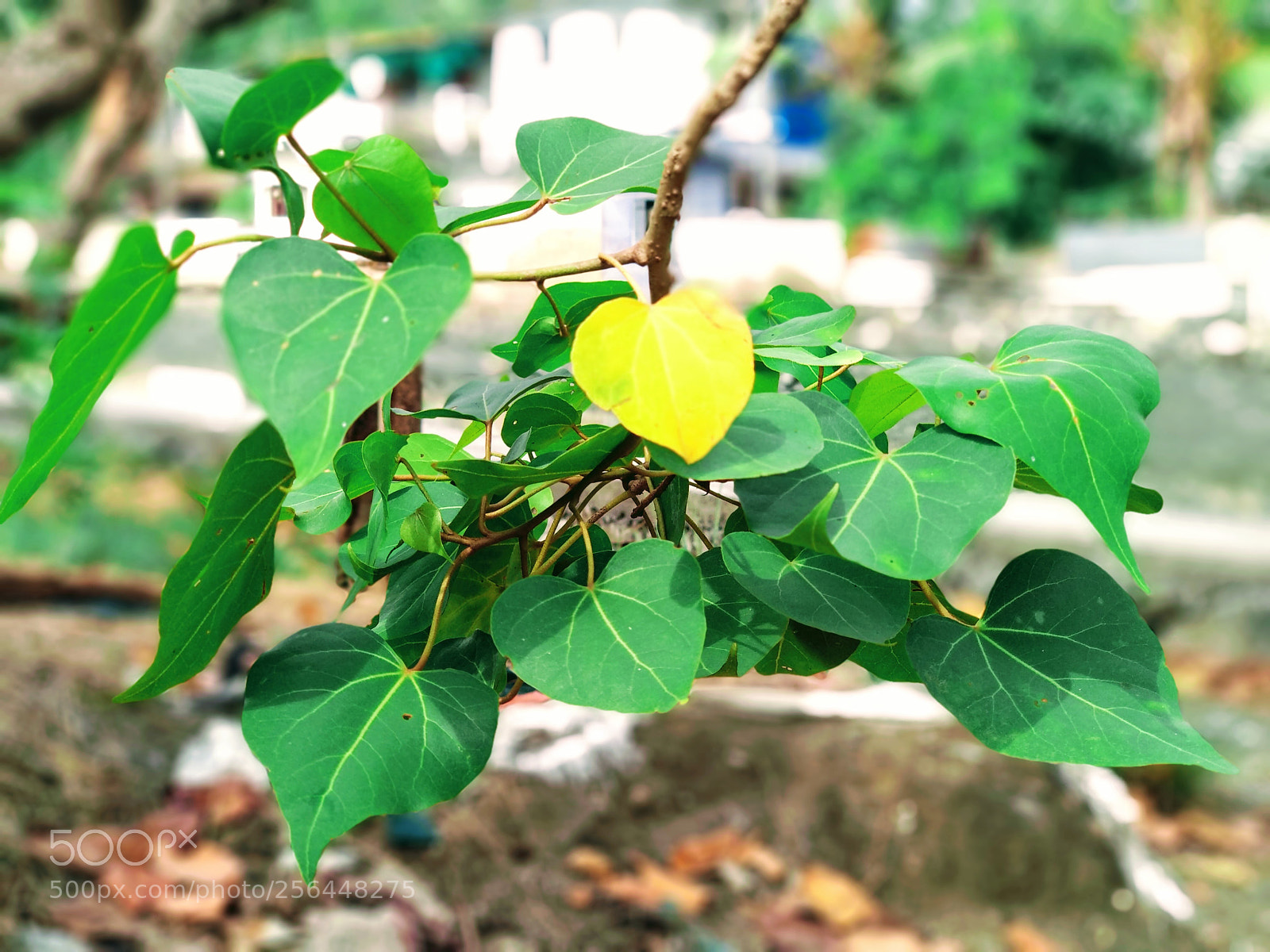Xiaomi Mi A1 sample photo. Vibes photography