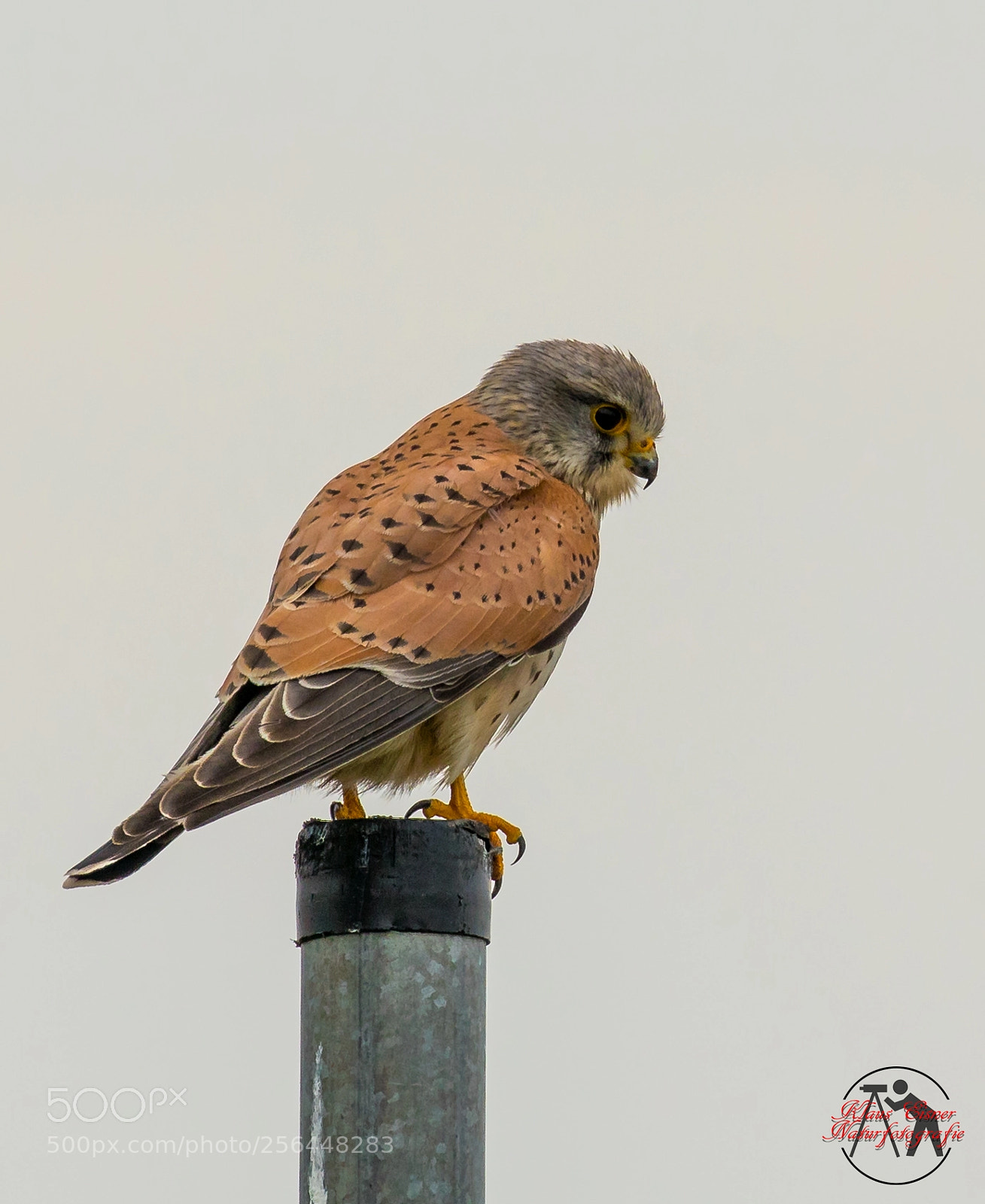 Canon EOS 5D Mark IV sample photo. Turmfalke / common kestrel photography