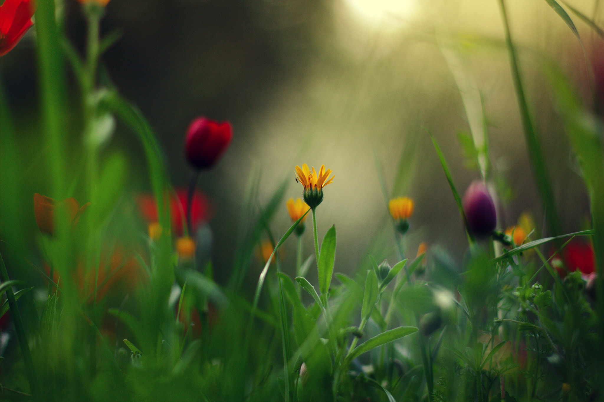 Canon EOS 60D + Canon EF 50mm F1.4 USM sample photo. Exploring... photography