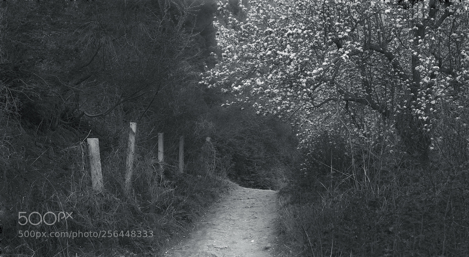 Fujifilm X-E1 sample photo. Fj photography