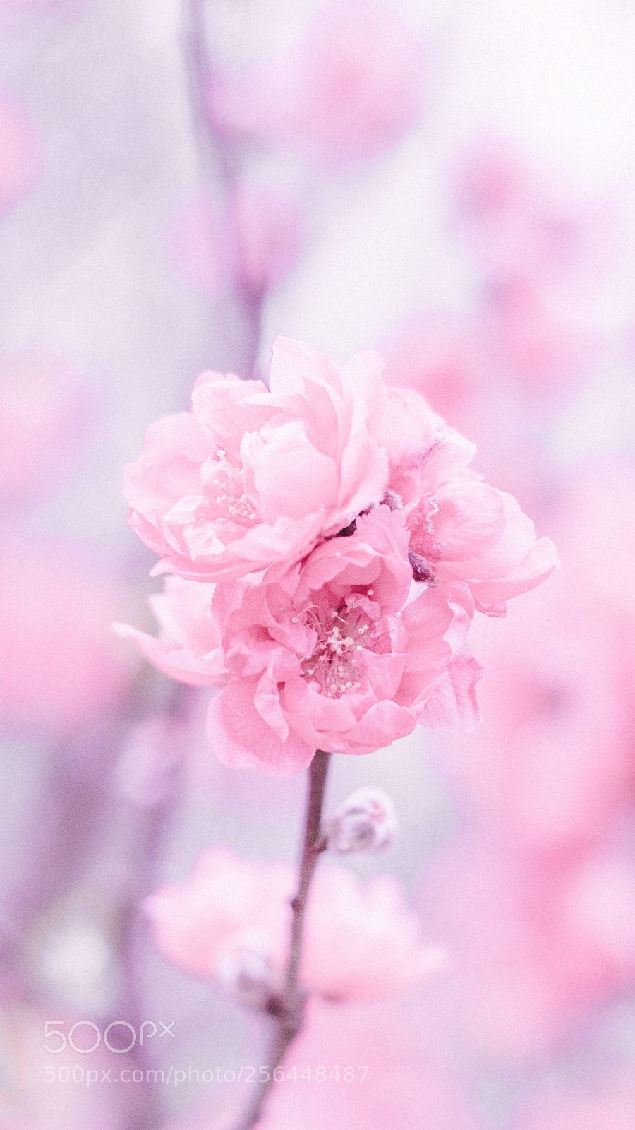 Pentax K-50 sample photo. Peach blossom photography