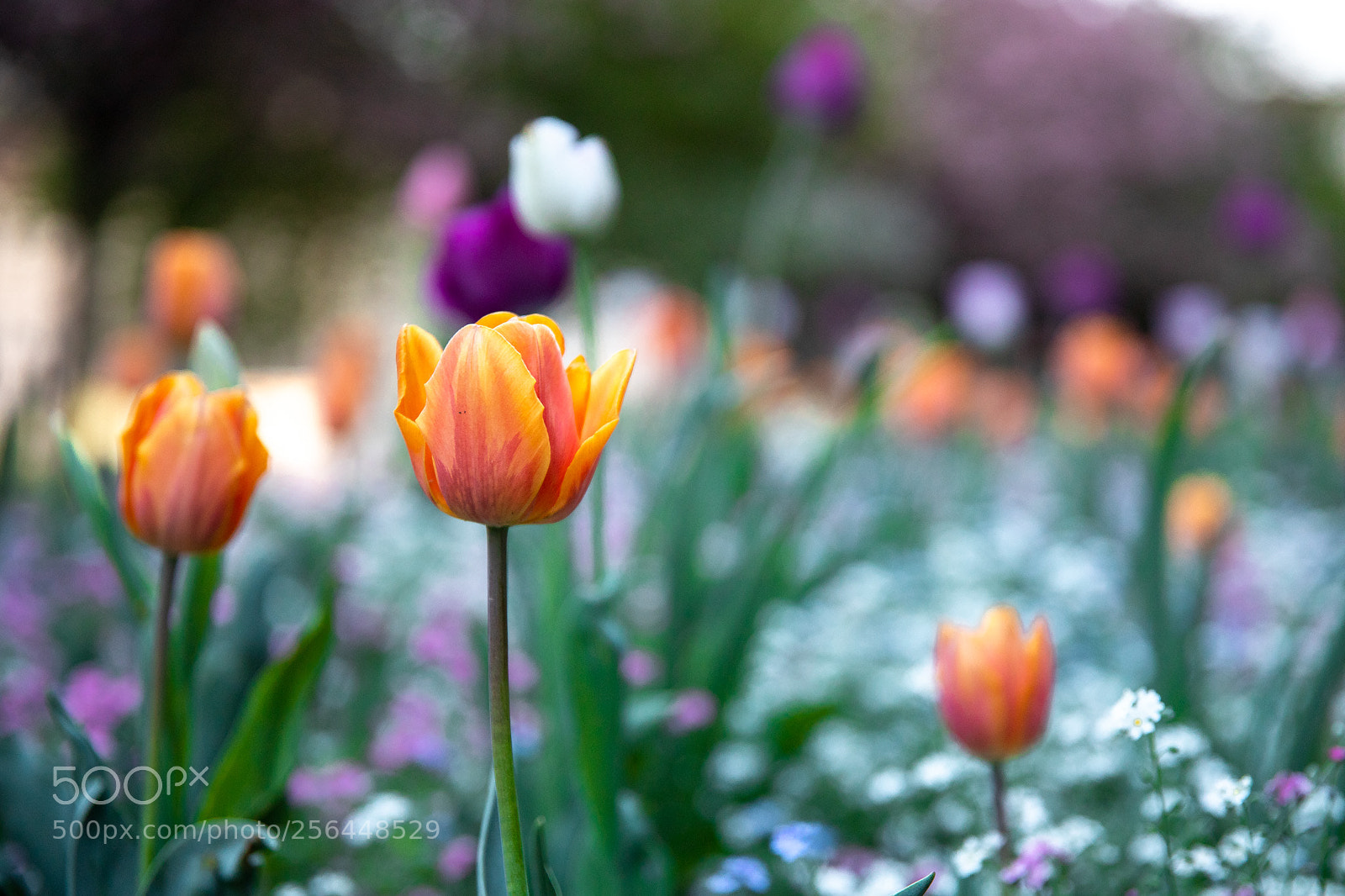 Canon EOS 6D Mark II sample photo. Tulip photography