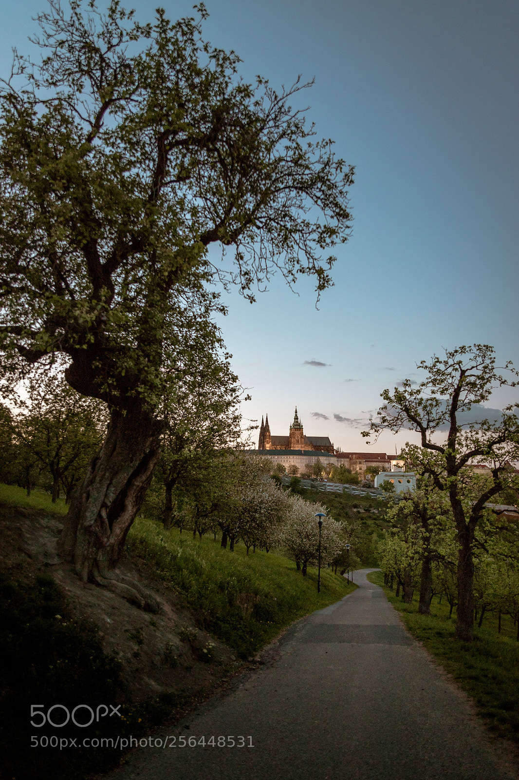 Canon EOS 6D Mark II sample photo. Way to castle photography