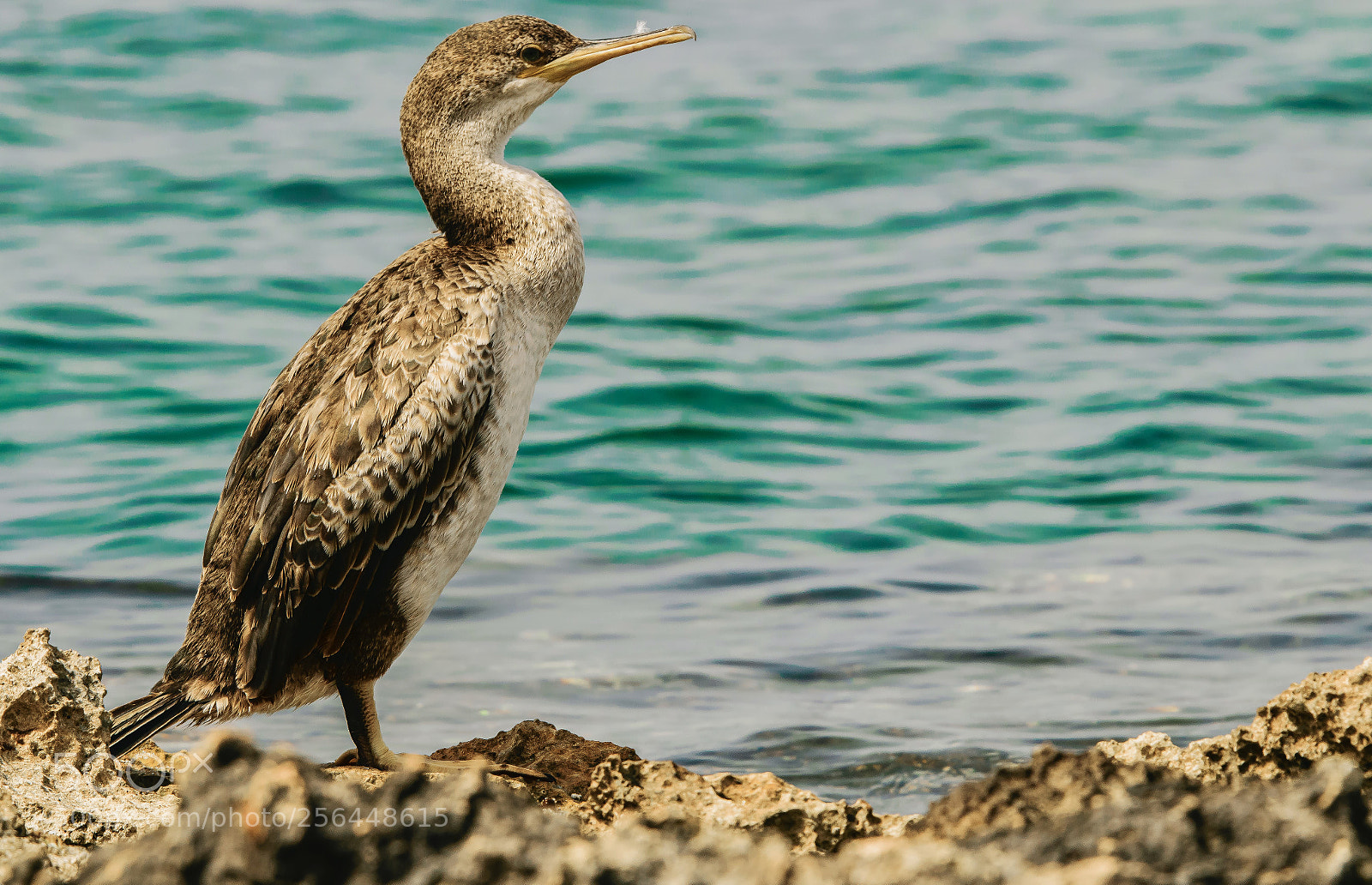 Nikon D5300 sample photo. Great cormorant photography