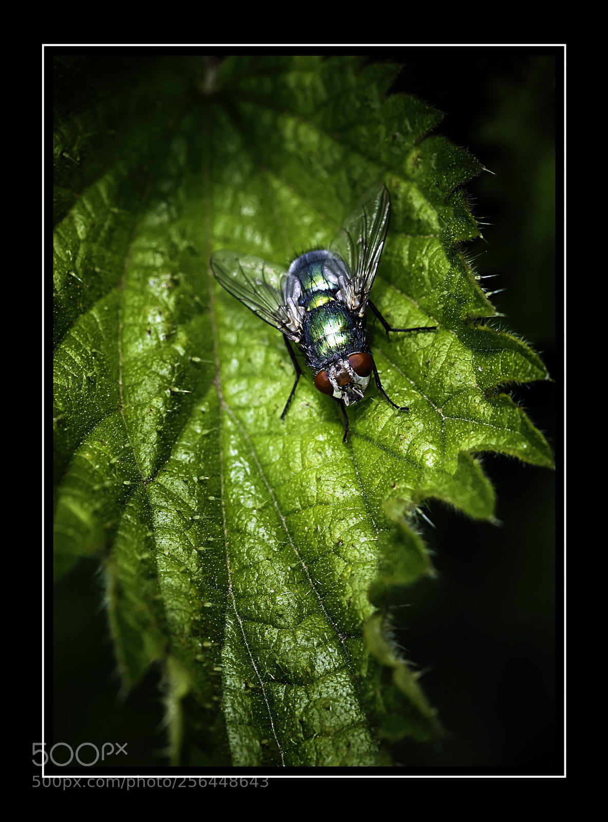 Olympus OM-D E-M5 II sample photo. Greenbottle fly photography