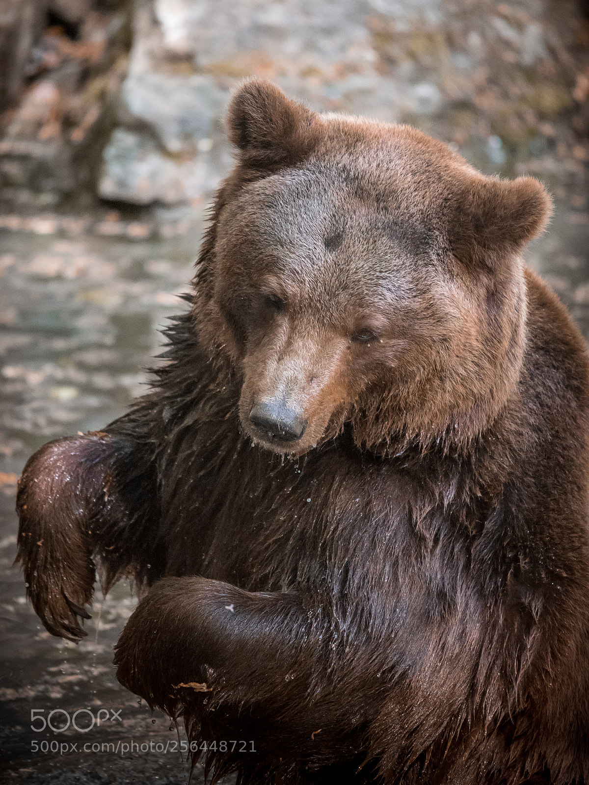 Nikon D750 sample photo. Bathing bear photography