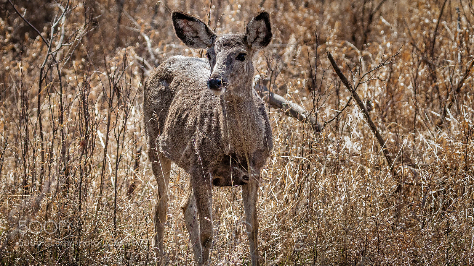 Canon EOS 70D sample photo. Mule deer photography