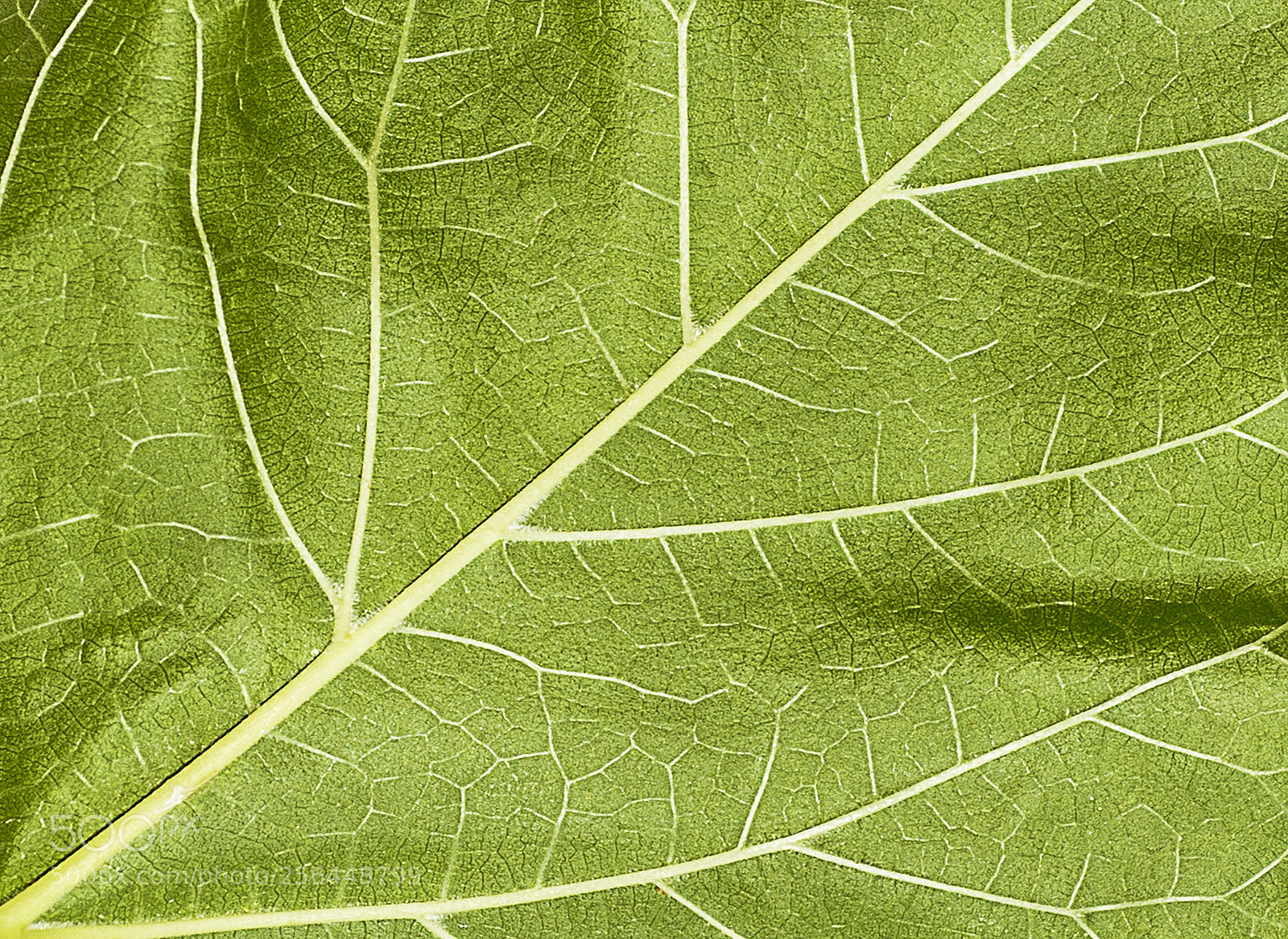 Nikon D600 sample photo. Mulberry color green style photography
