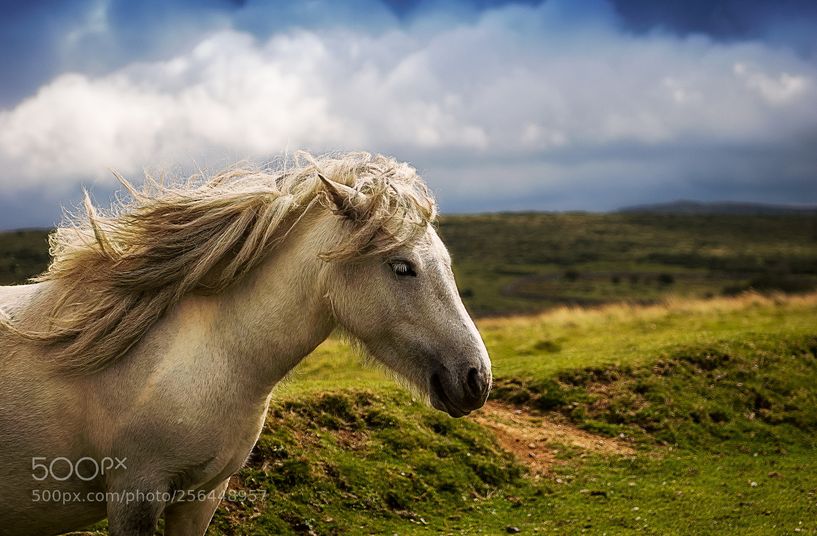 Sony Alpha DSLR-A390 sample photo. Dartmoor pony photography