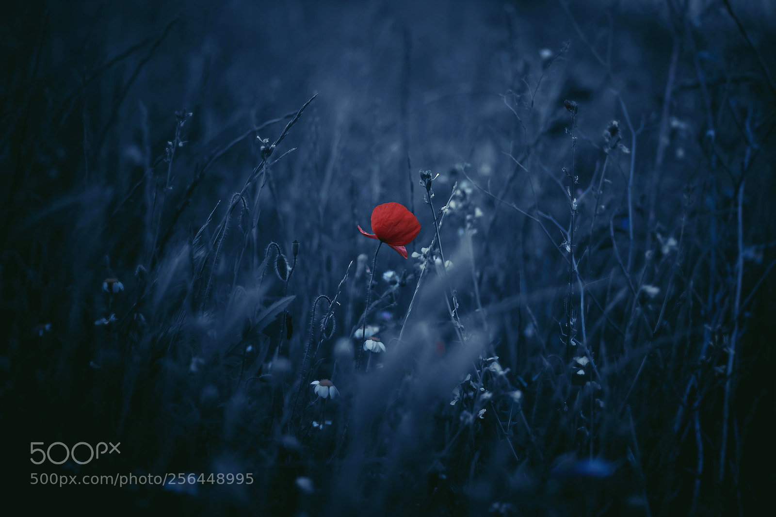 Canon EOS 50D sample photo. Entre las flores photography