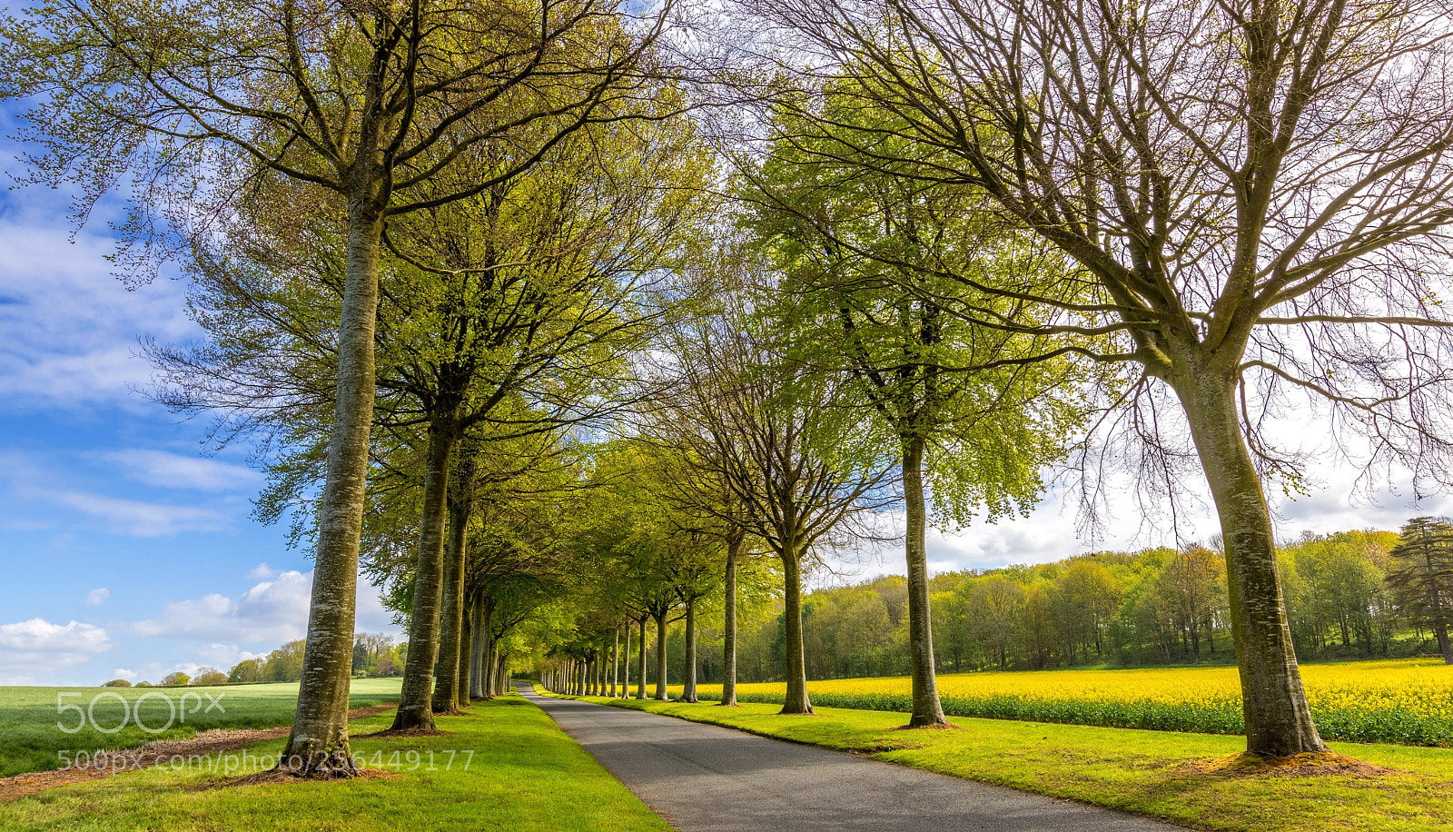 Canon EOS 5D Mark IV sample photo. Moor crichel photography