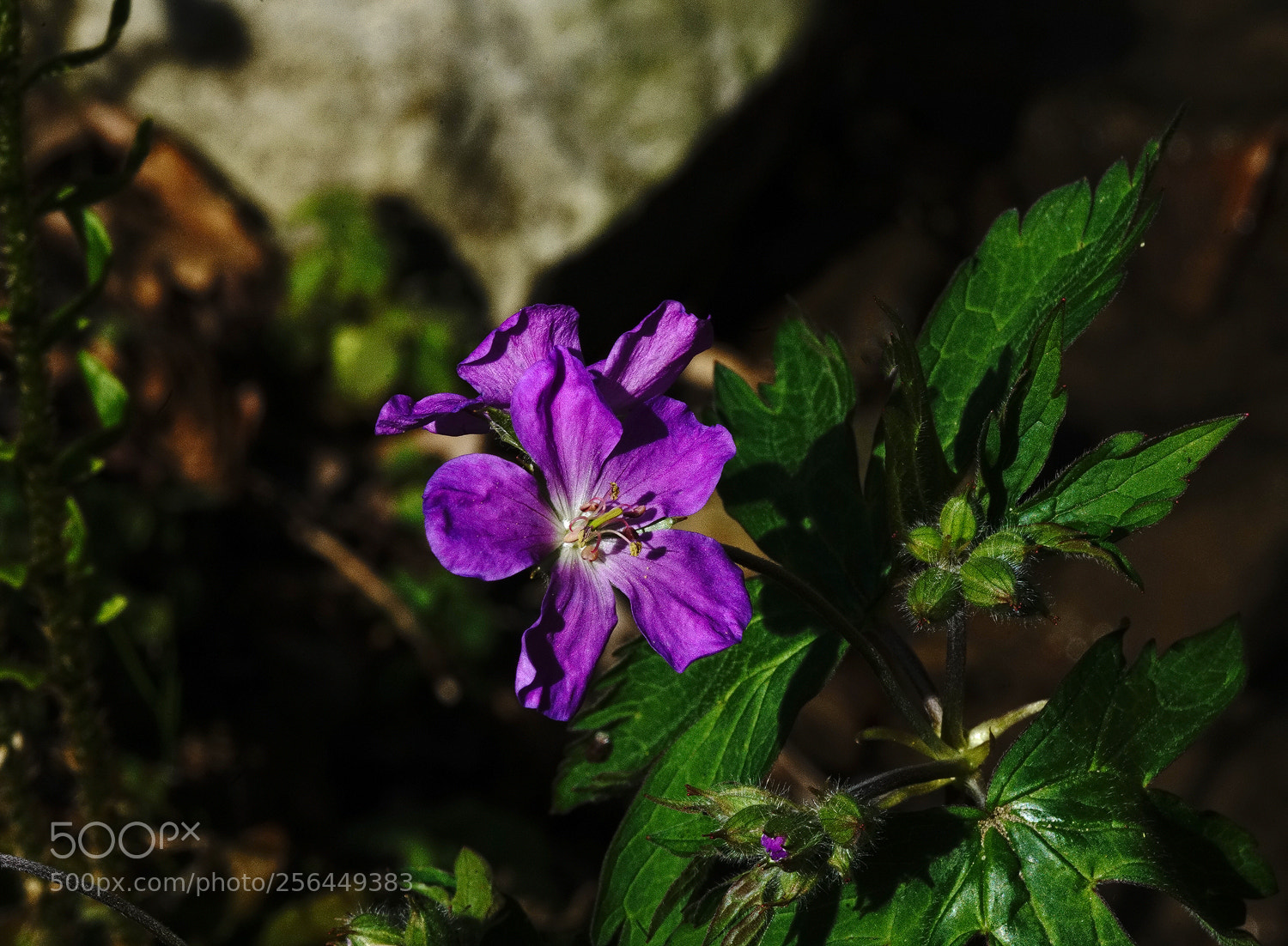Sony a7R II sample photo. Wild geranium photography