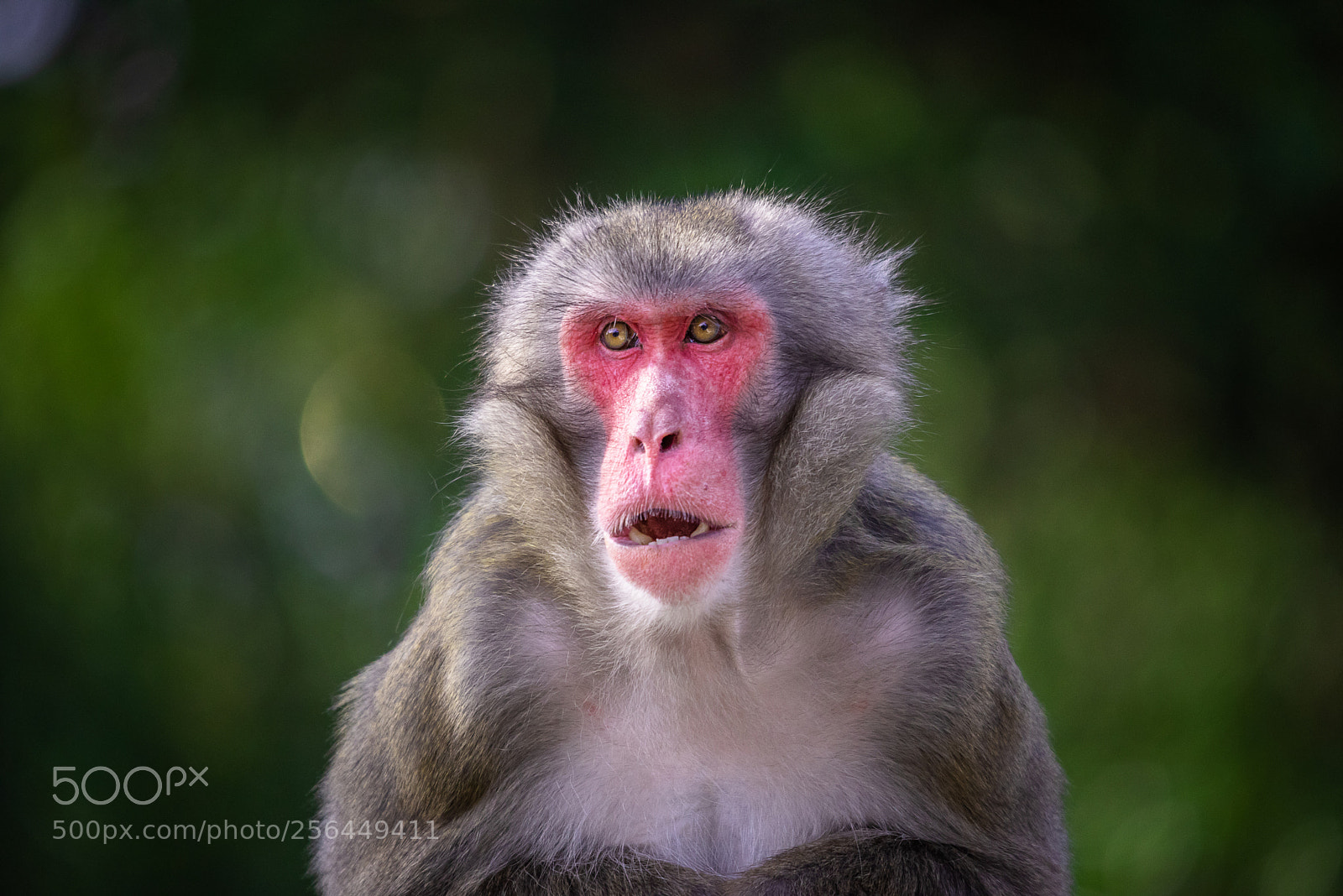 Nikon D750 sample photo. Japanese macaque photography