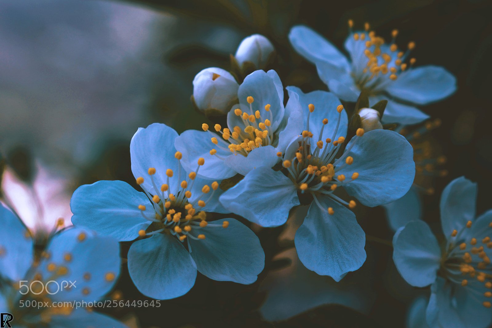 Nikon D3300 sample photo. Blossom | spring2018: flowers & blossoms photography