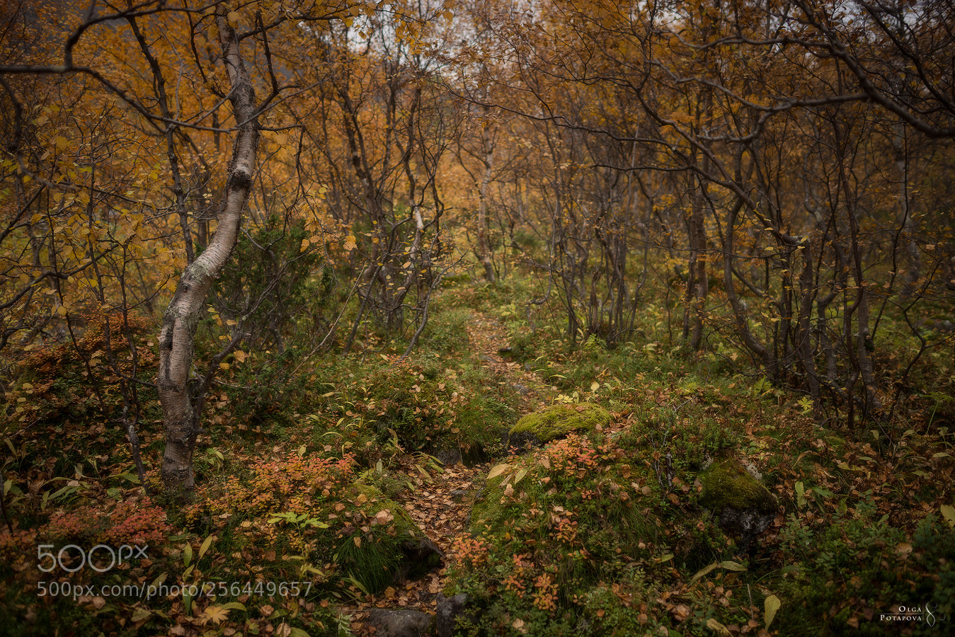 Nikon D800 sample photo. 67°n photography