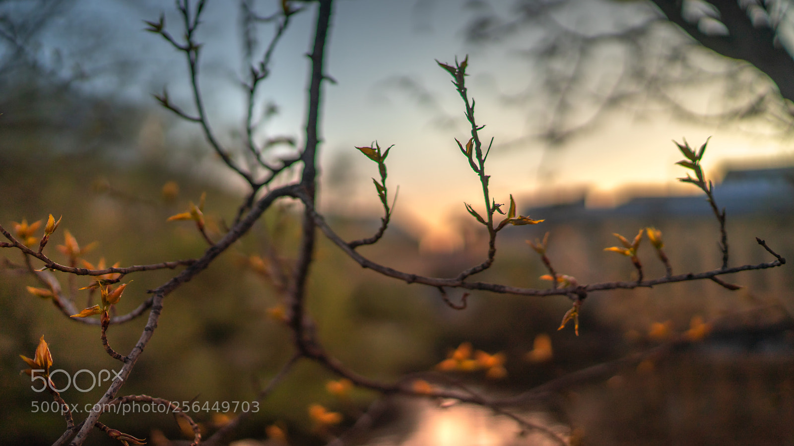 Sony a7 II sample photo. Spring in norrköping 02 photography