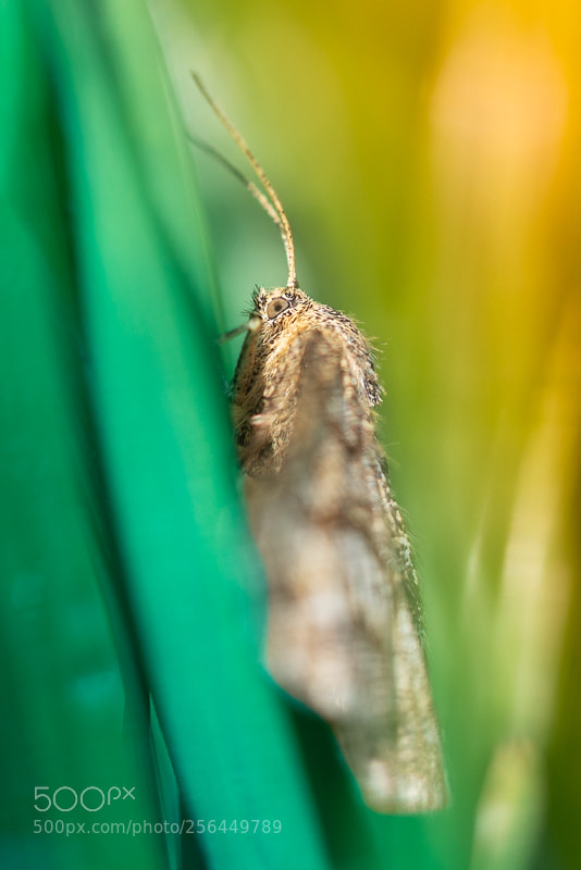 Olympus OM-D E-M5 II sample photo. In the grass photography
