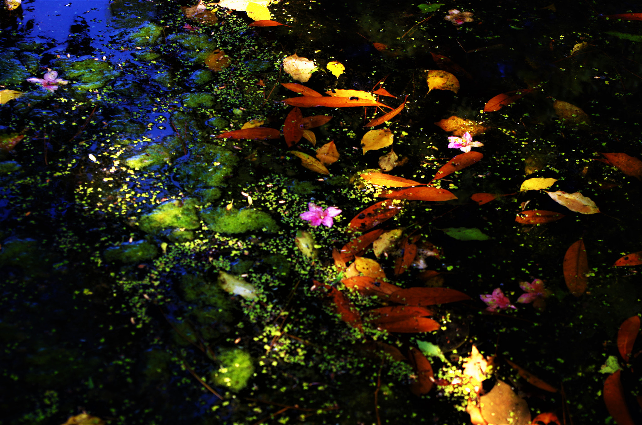 smc PENTAX-DA L 18-55mm F3.5-5.6 sample photo. The surface of the pond. photography
