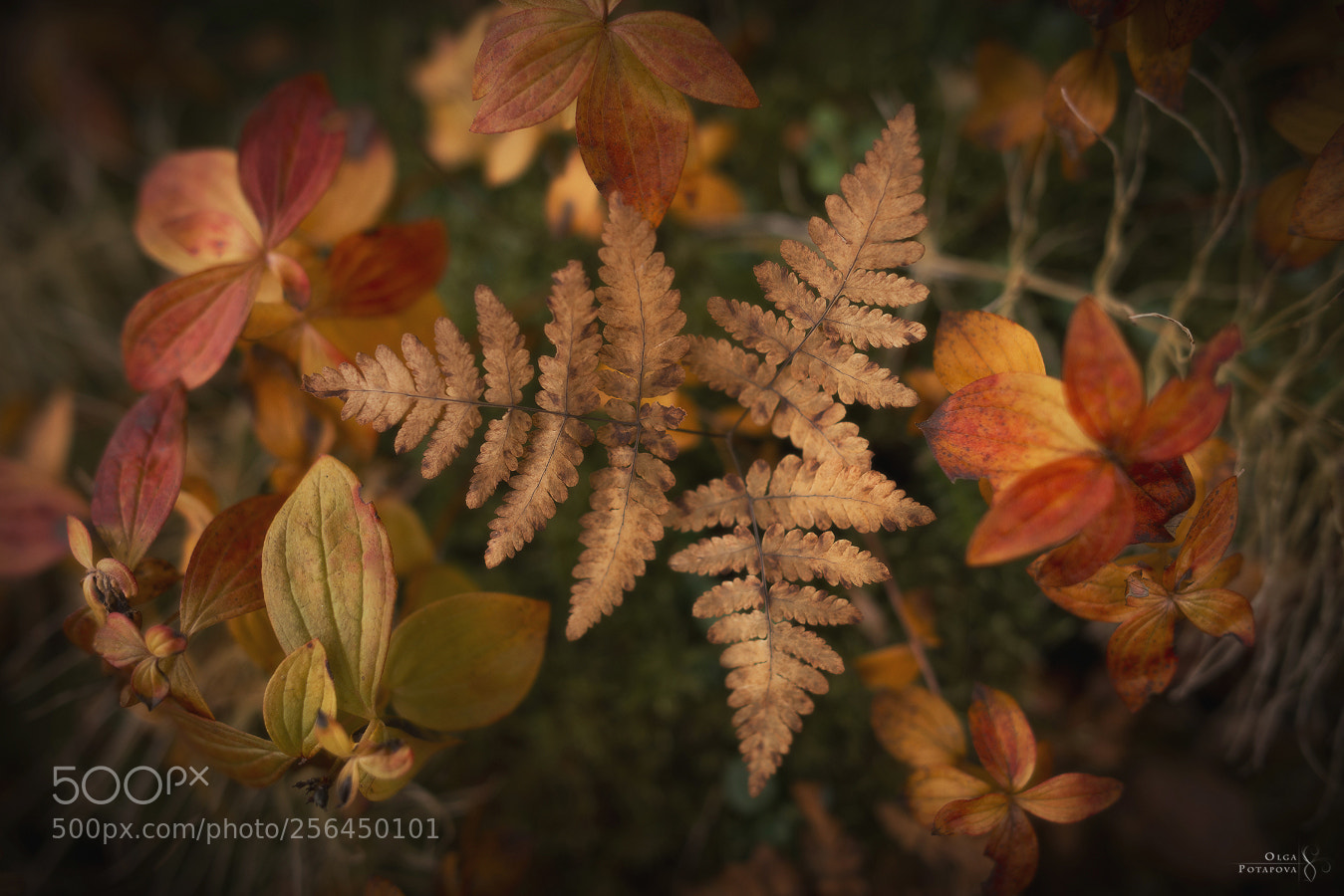 Nikon D800 sample photo. 67°n photography