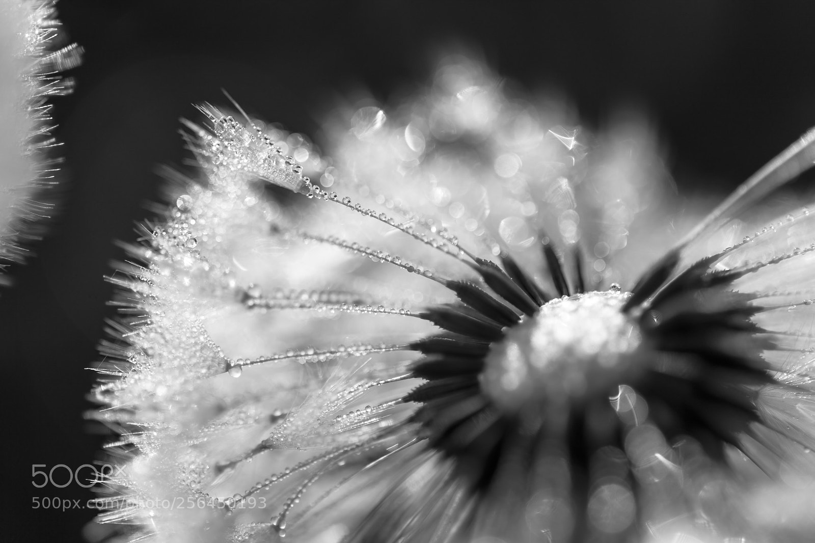 Canon EOS 5D sample photo. In the morning photography