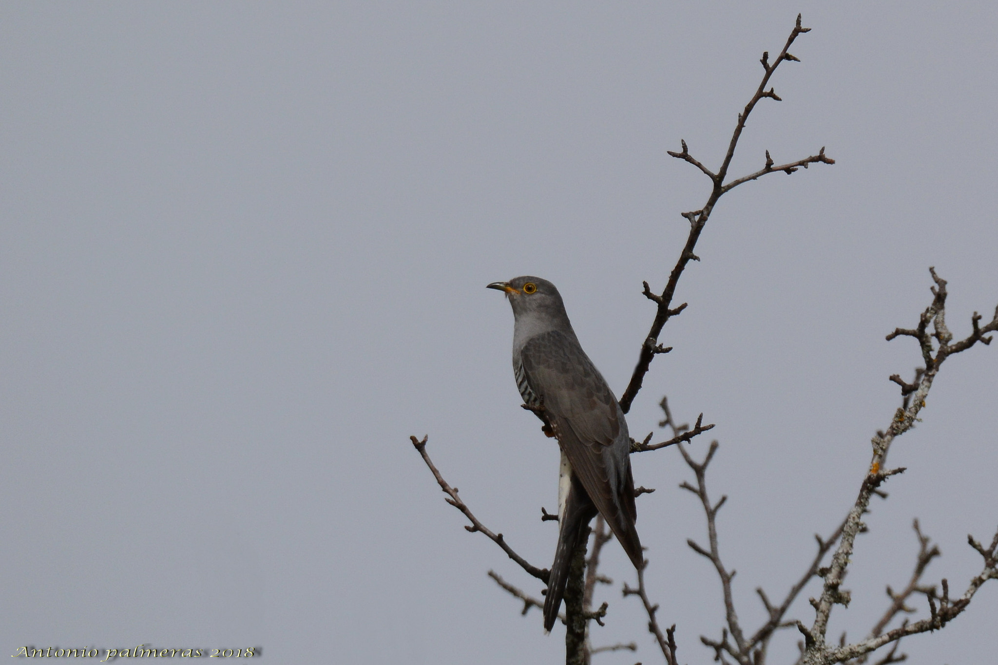 Sigma 150-600mm F5-6.3 DG OS HSM | S sample photo. Cuco común (cuculus canorus) photography