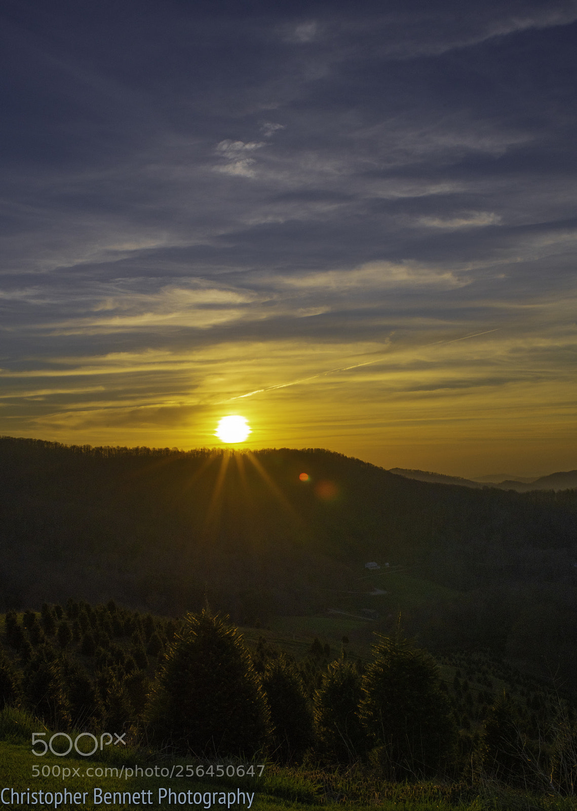 Nikon D850 sample photo. Sunrise in christmas tree photography