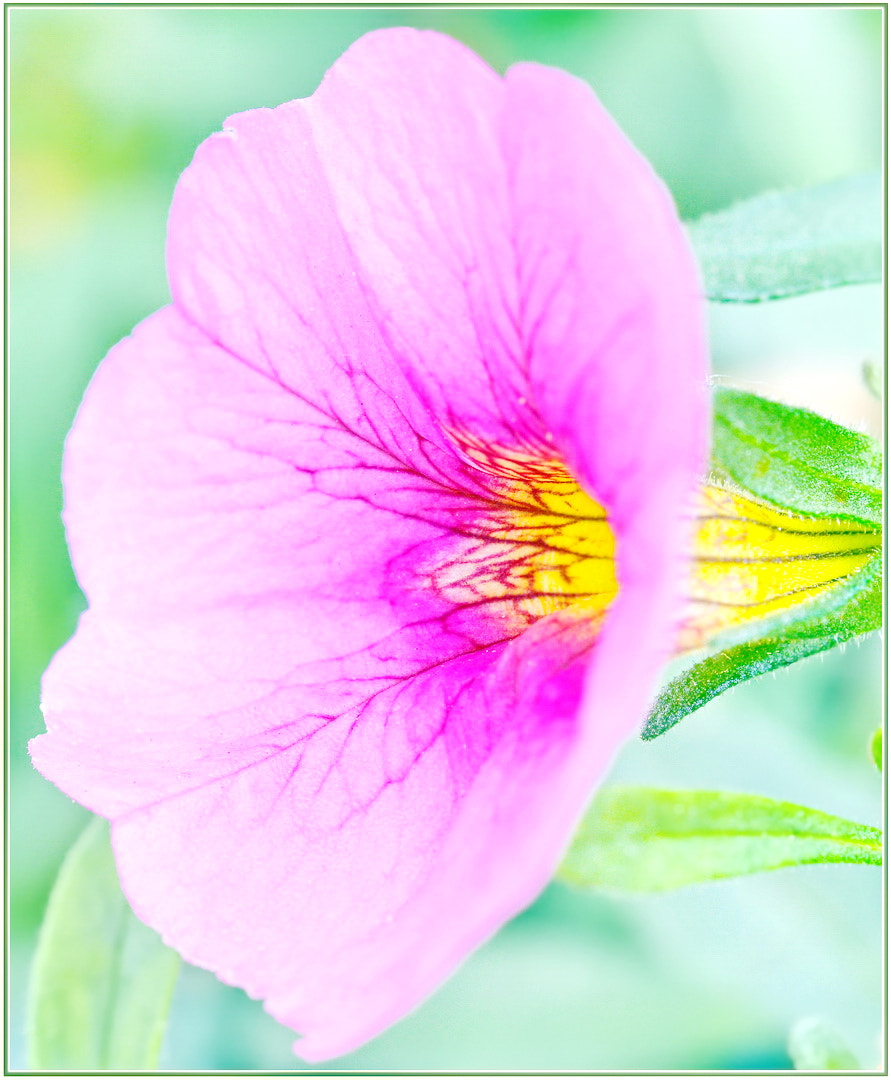 Sigma 105mm F2.8 EX DG OS HSM sample photo. Pink and yellow photography