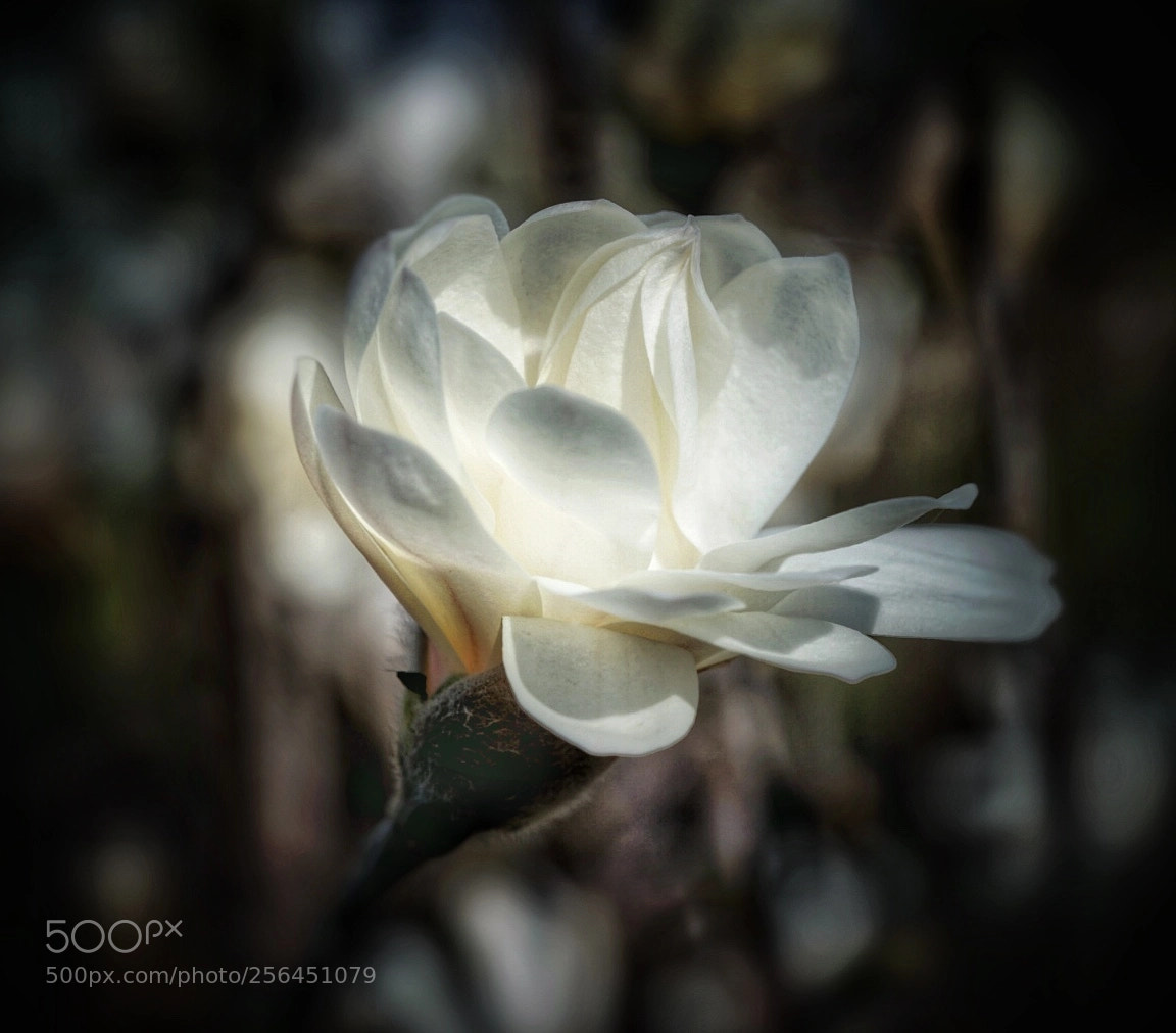 Sony a7 II sample photo. Sweet magnolias  photography