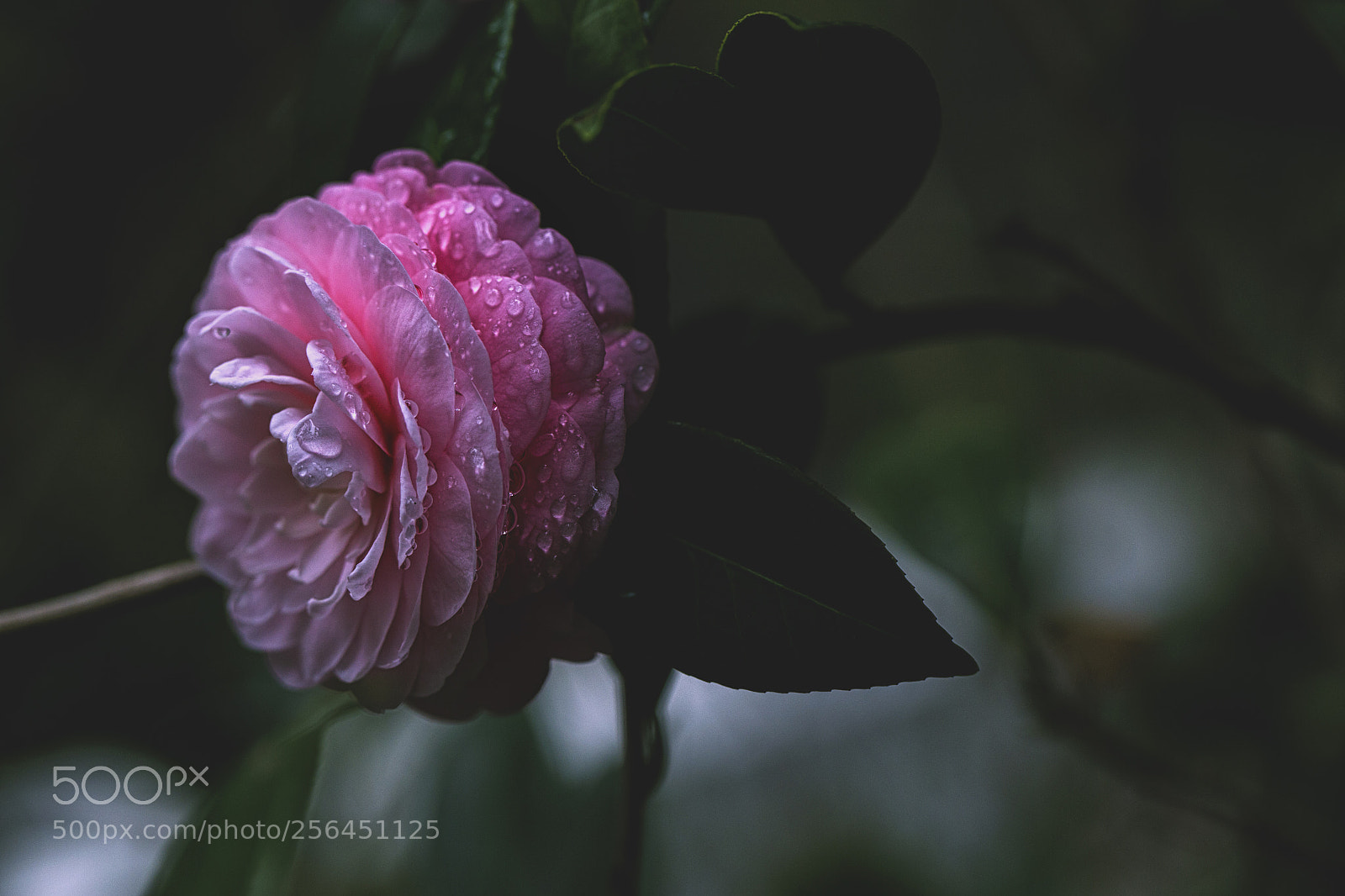 Canon EOS 6D sample photo. Camellia xi photography