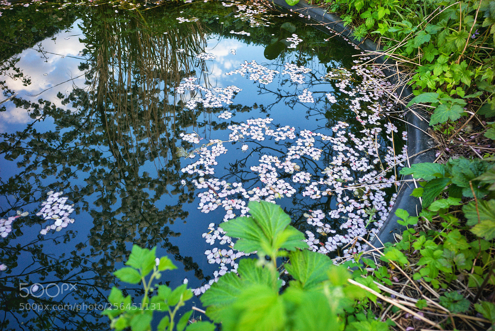 Leica M (Typ 240) sample photo. Untitled photography