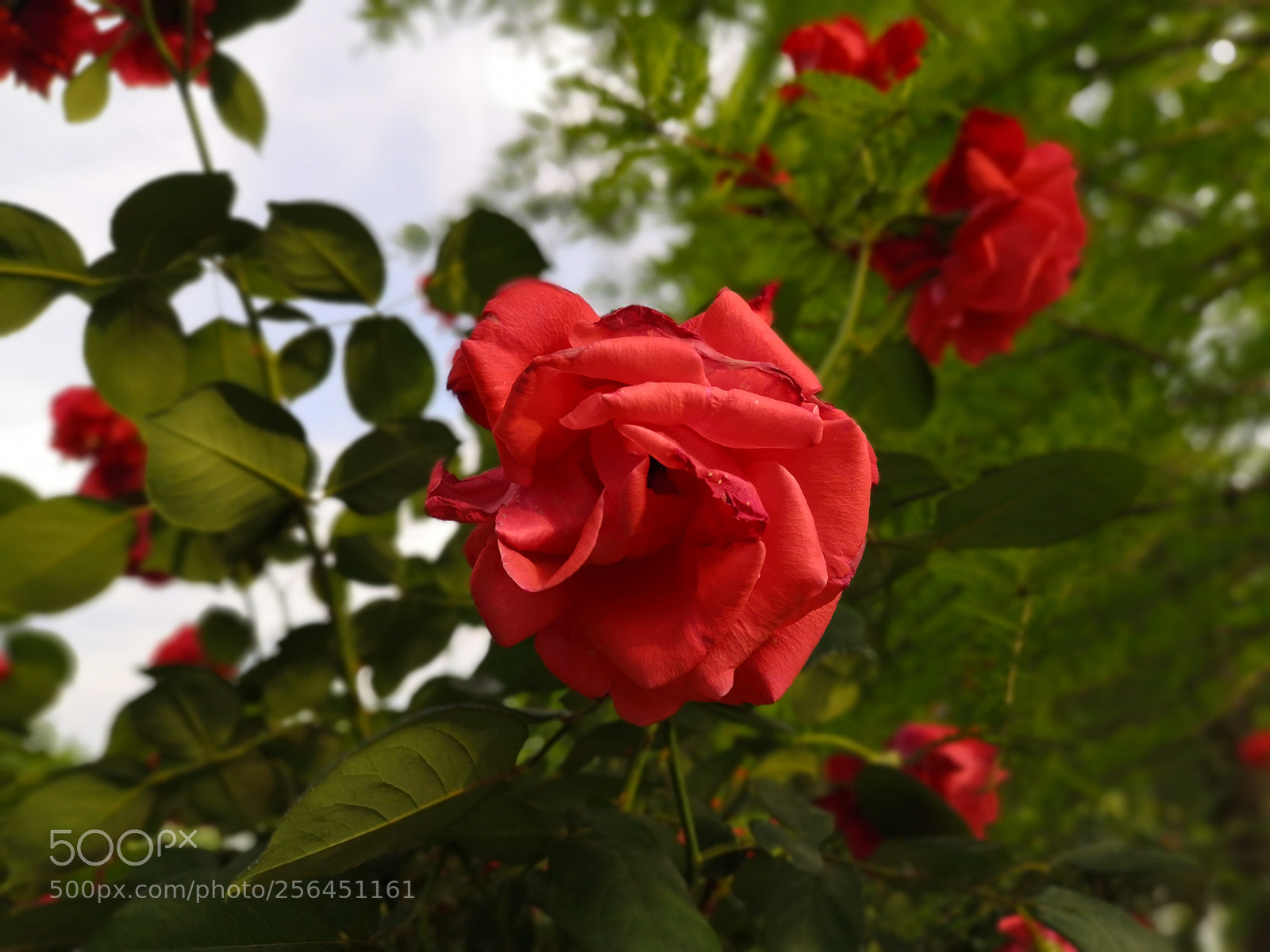 HUAWEI P20 sample photo. Untitled photography
