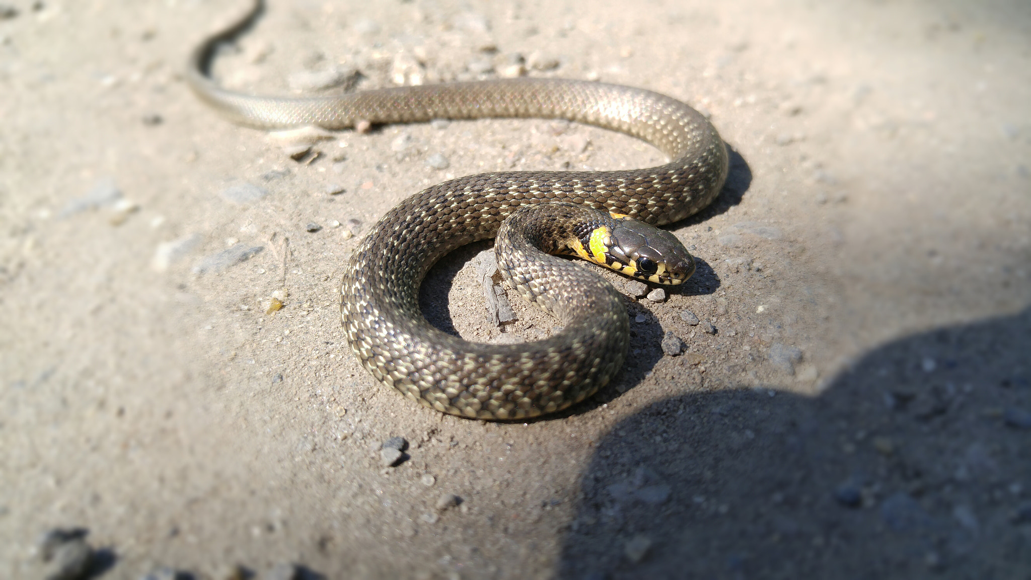 LG H818P sample photo. Grass snake photography