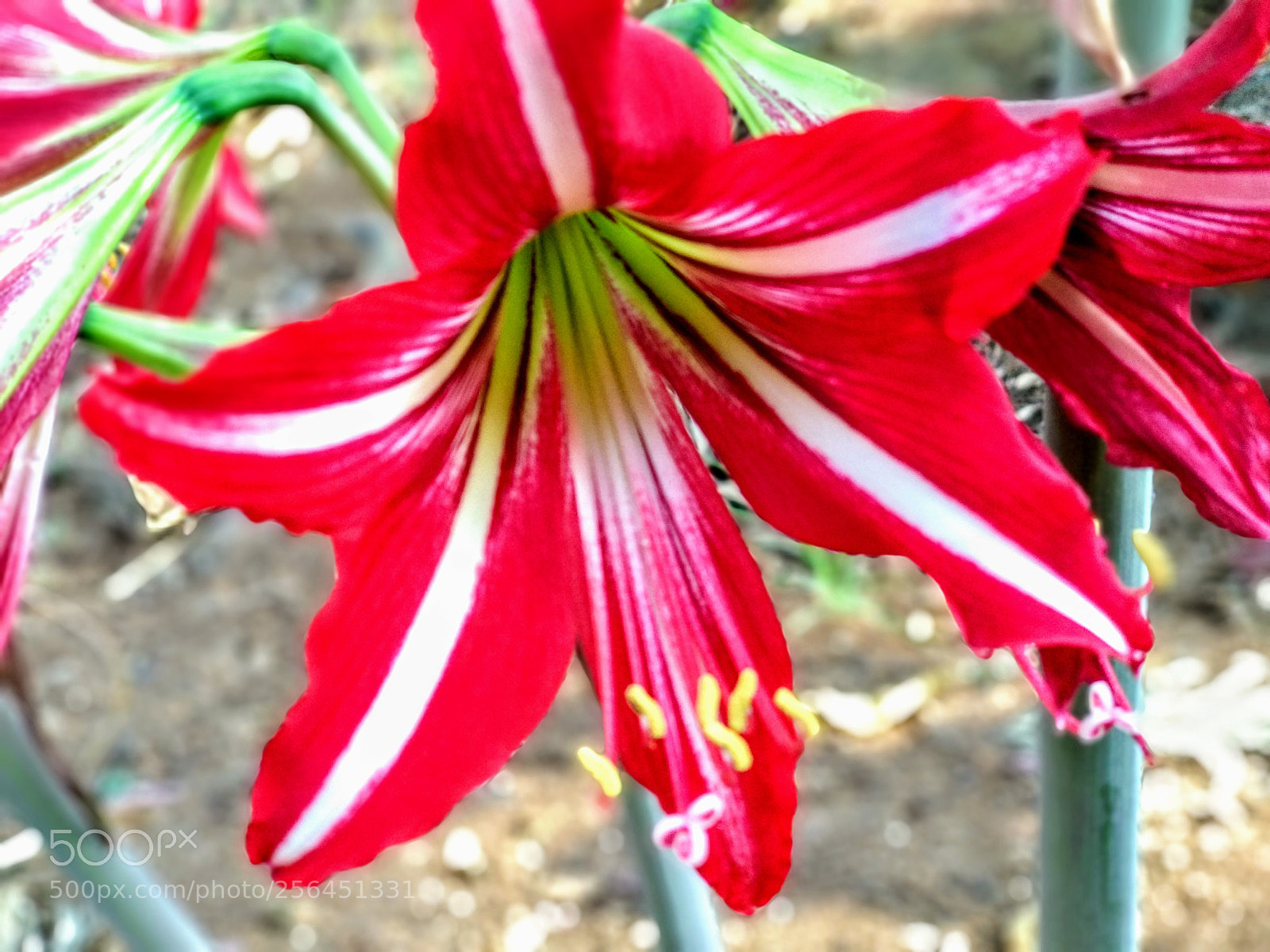Xiaomi Mi A1 sample photo. Red bloom.. photography
