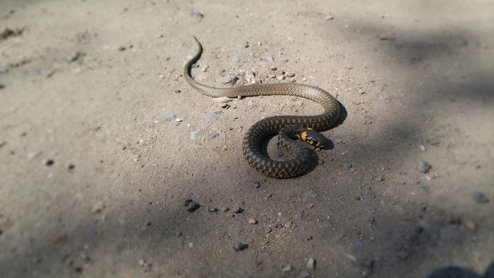 LG H818P sample photo. Grass snake photography