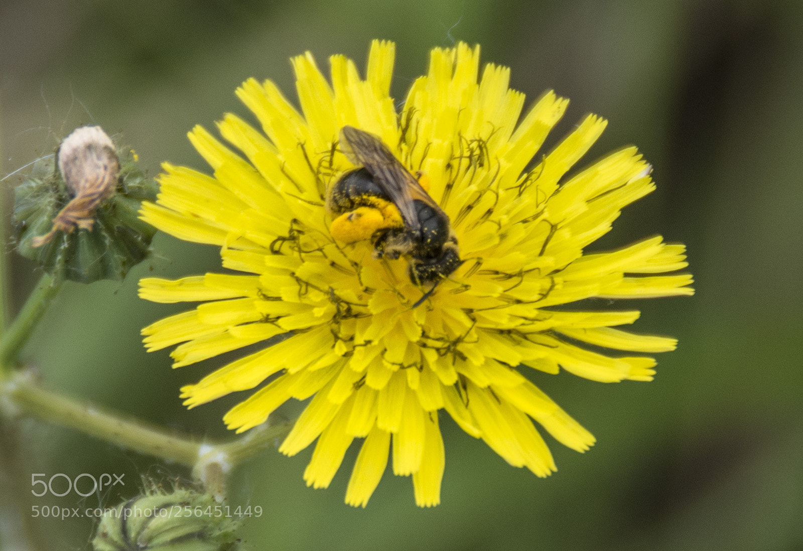 Pentax K-30 sample photo. Impollinazione photography