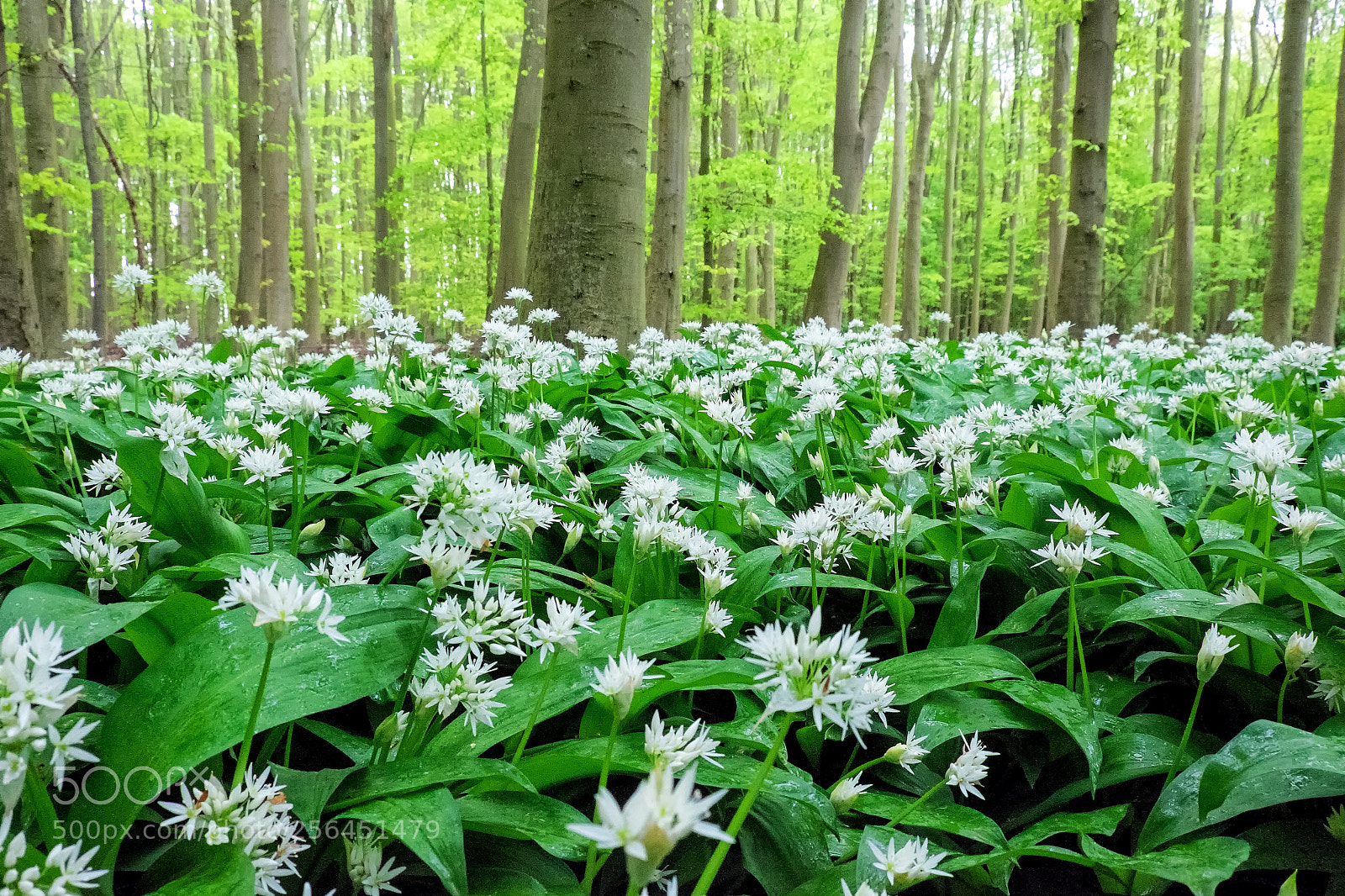Fujifilm X-T1 sample photo. Wild garlic photography