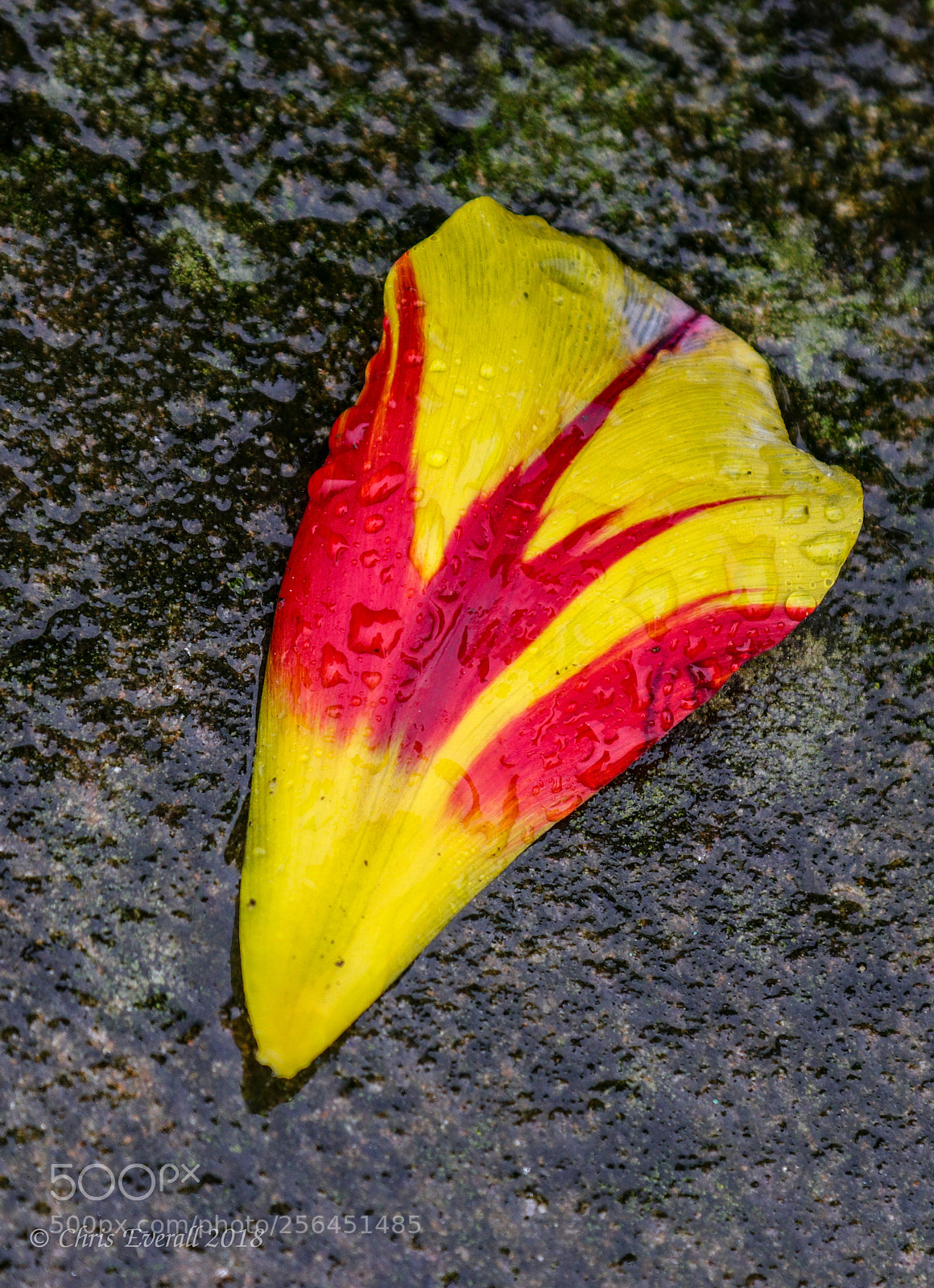 Canon EOS 77D (EOS 9000D / EOS 770D) sample photo. Tulip petal. photography