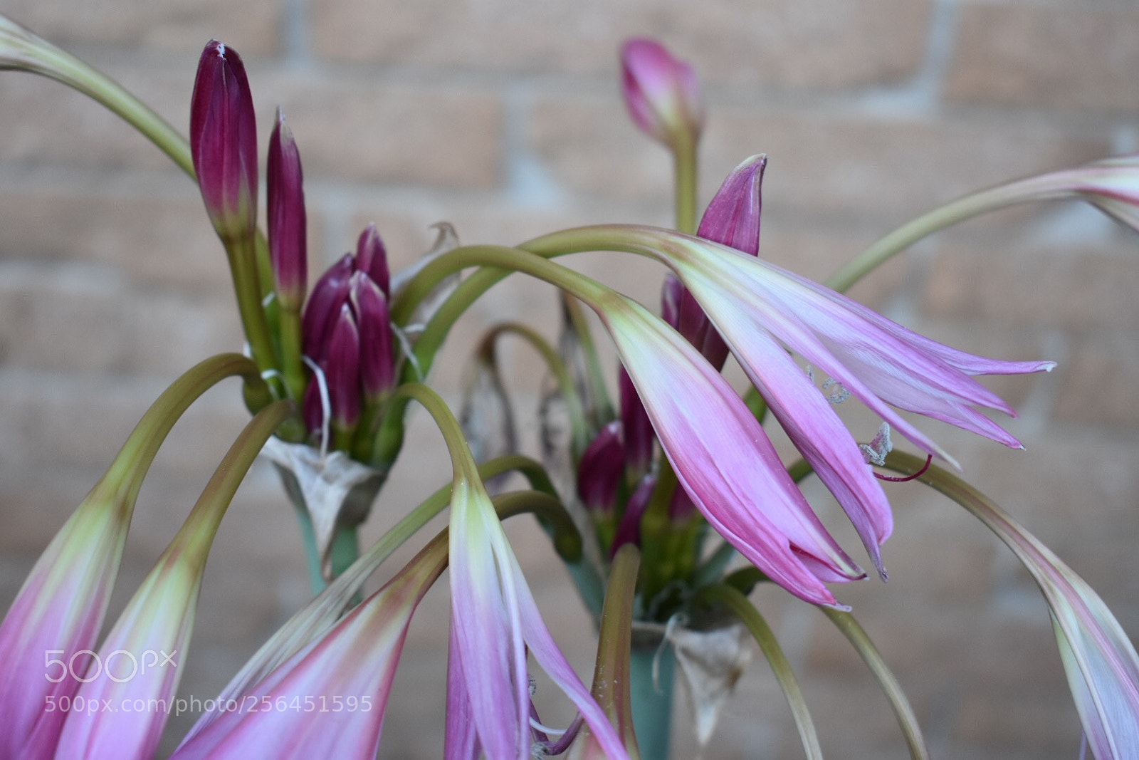 Nikon D3400 sample photo. Untitled photography