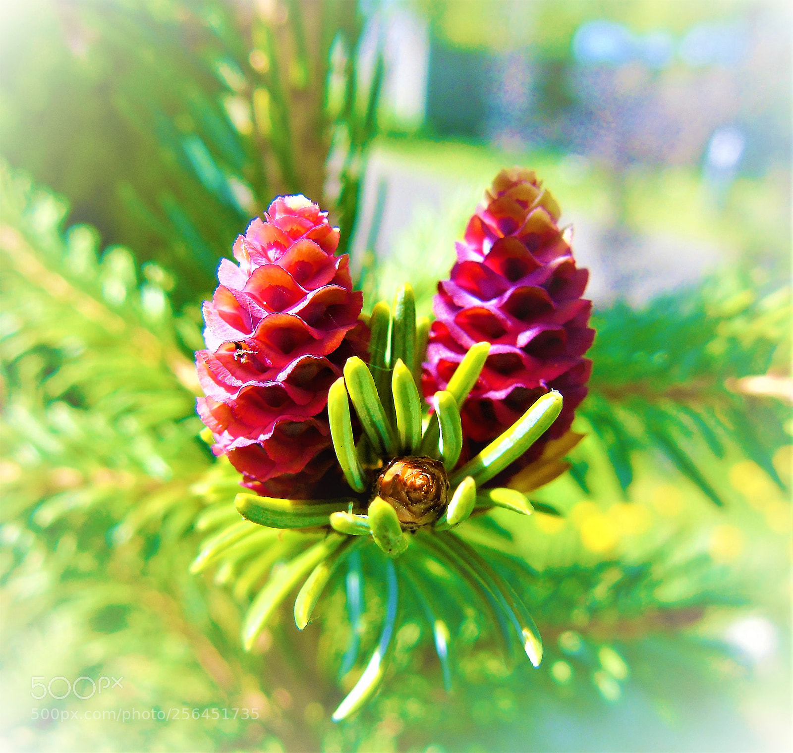 Sony Cyber-shot DSC-H400 sample photo. Xmas tree buds photography