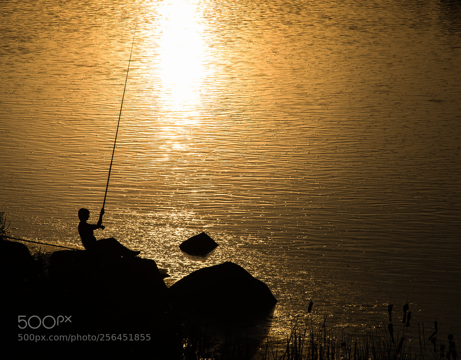 Nikon D600 sample photo. The suncatcher photography