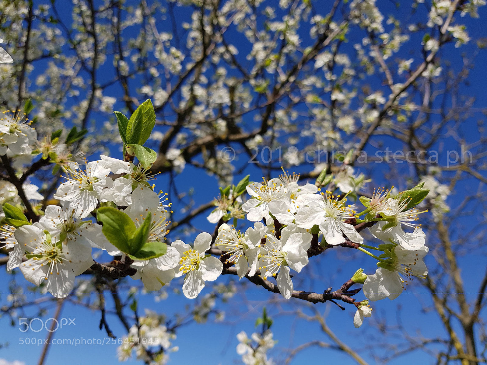 Samsung Galaxy S8 sample photo. Spring time photography