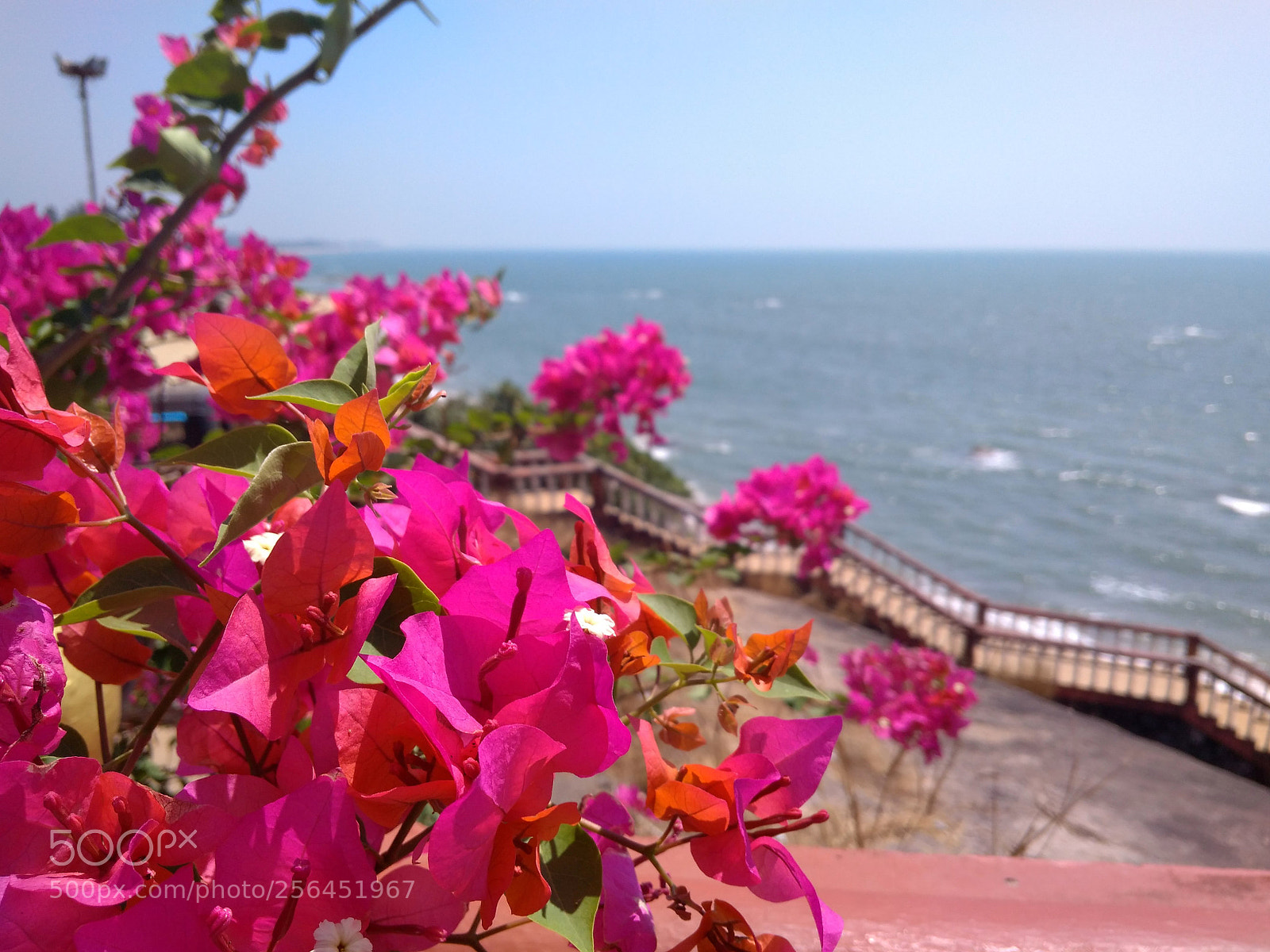 Xiaomi Redmi 4A sample photo. Blooming pink flowers with photography